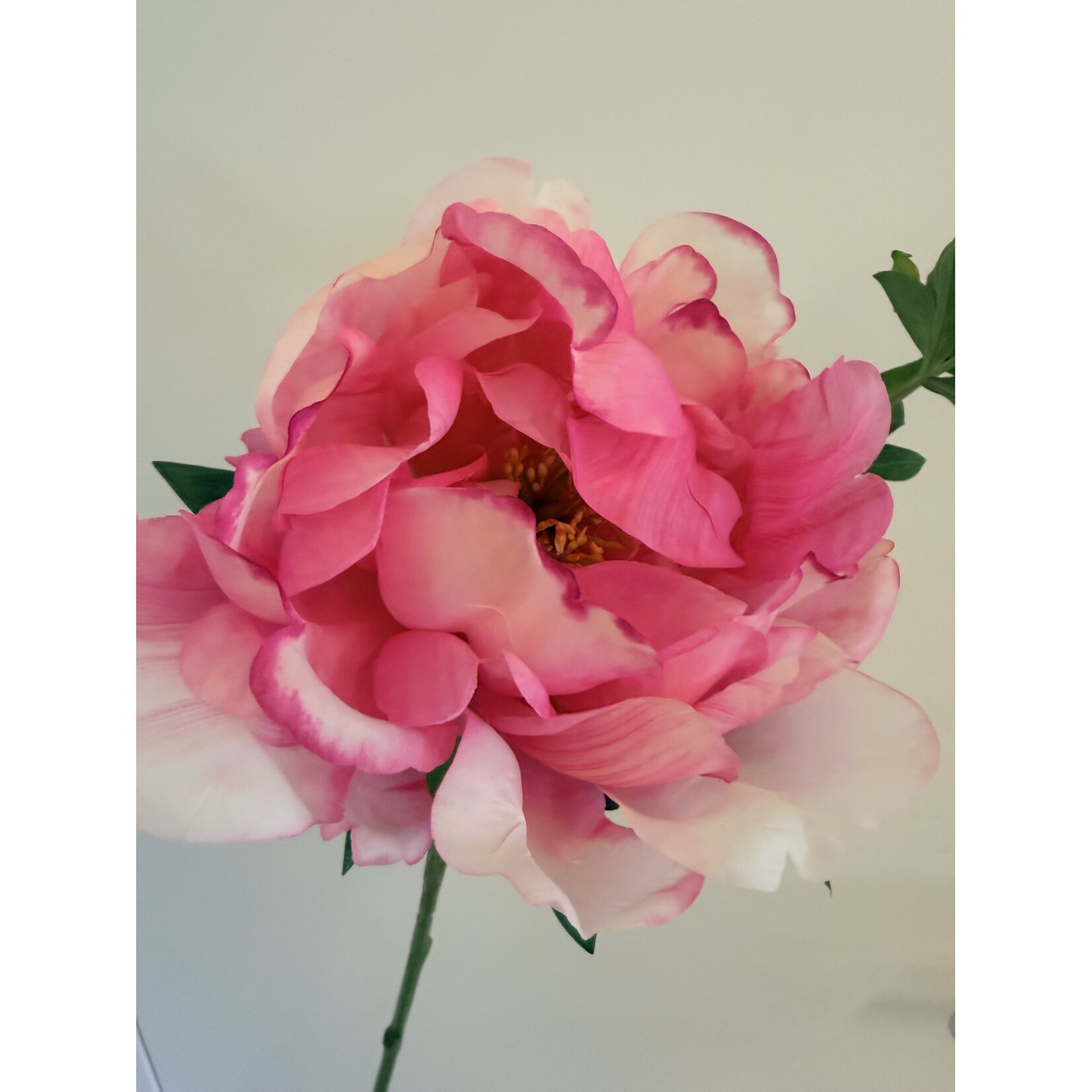 PEONY FELIX CROUSE | PINK | 60 CM |