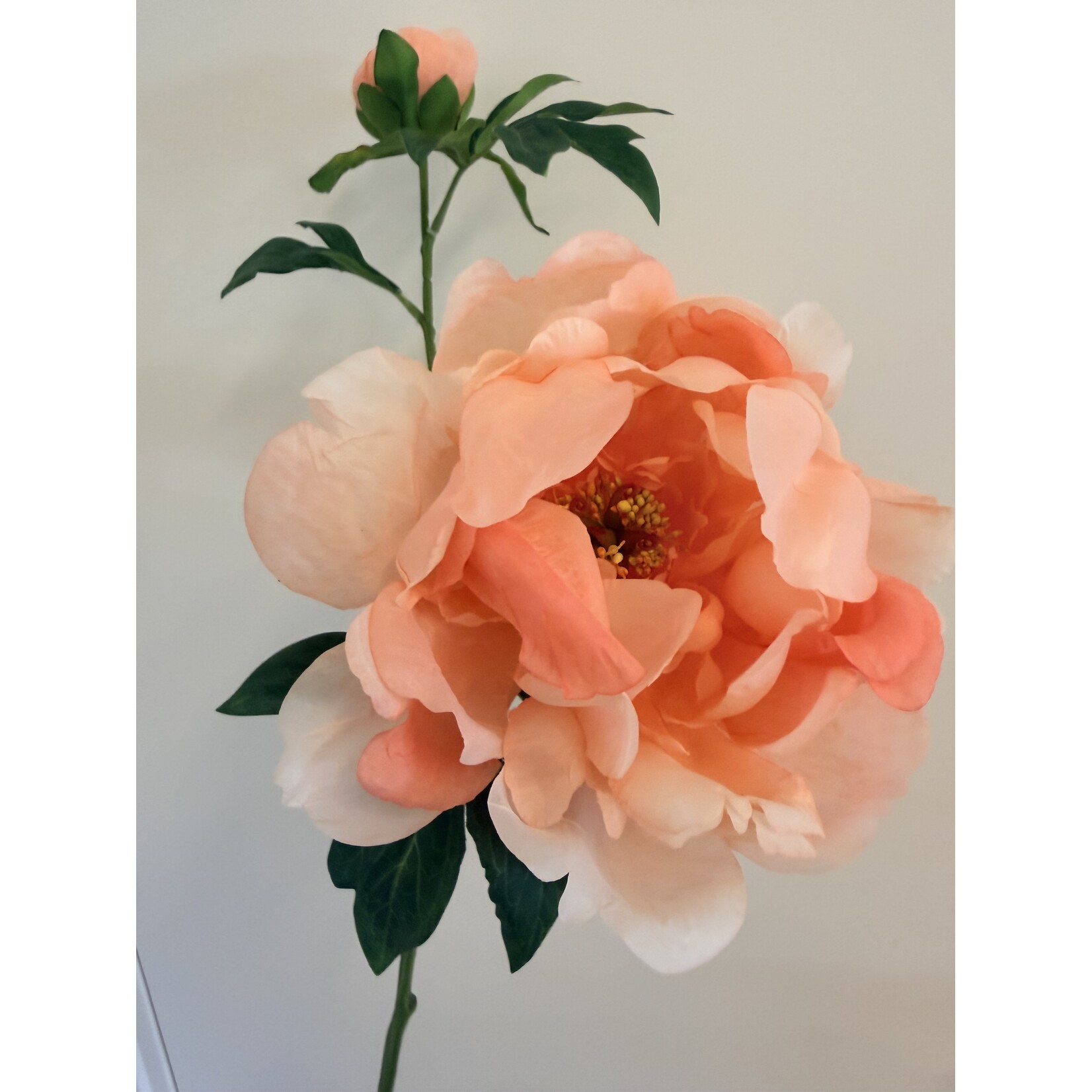 PIOENROOS PASTEL ELEGANCE | ZALM| 60 CM