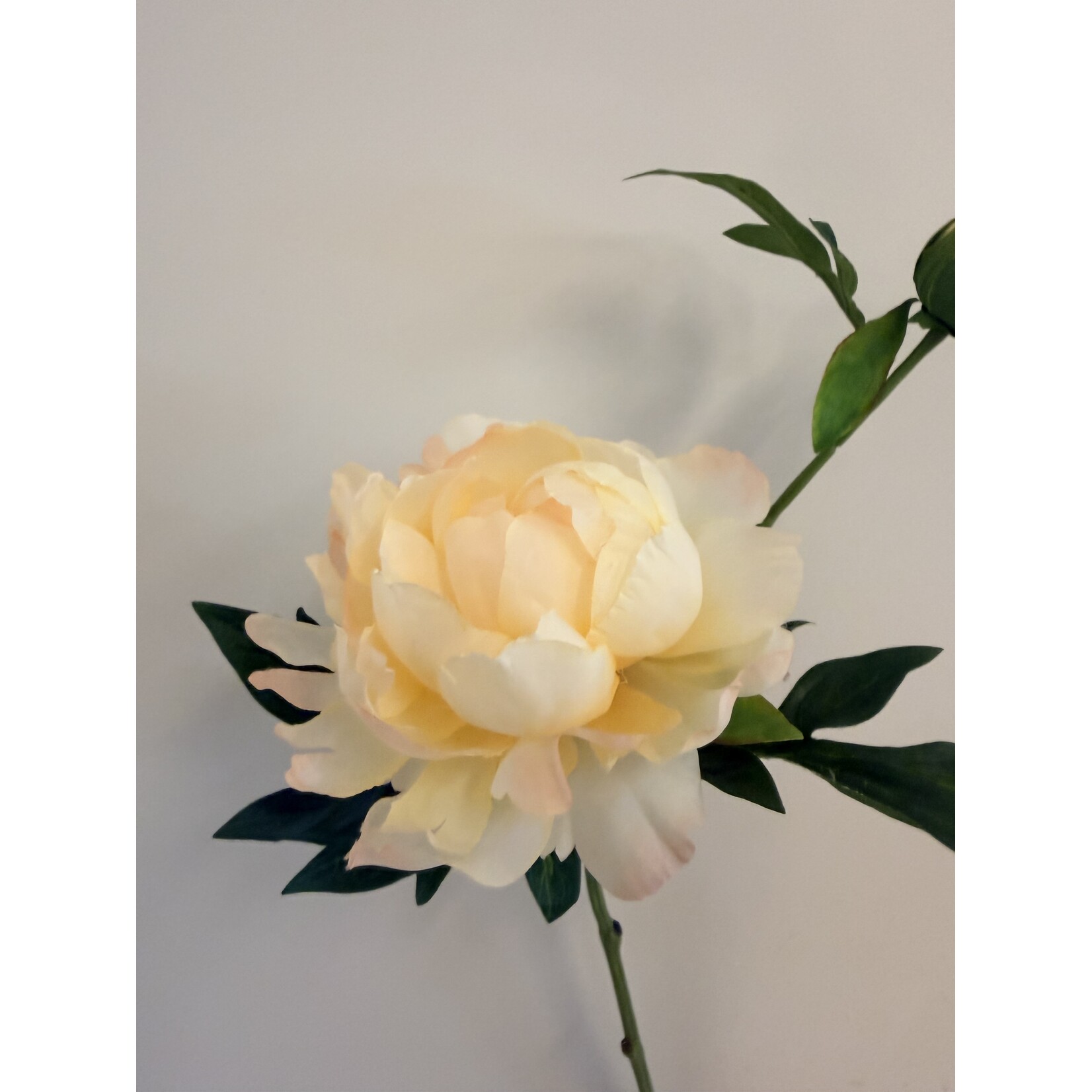 PEONY ROSE MEDIUM | YELLOW | 60 CM