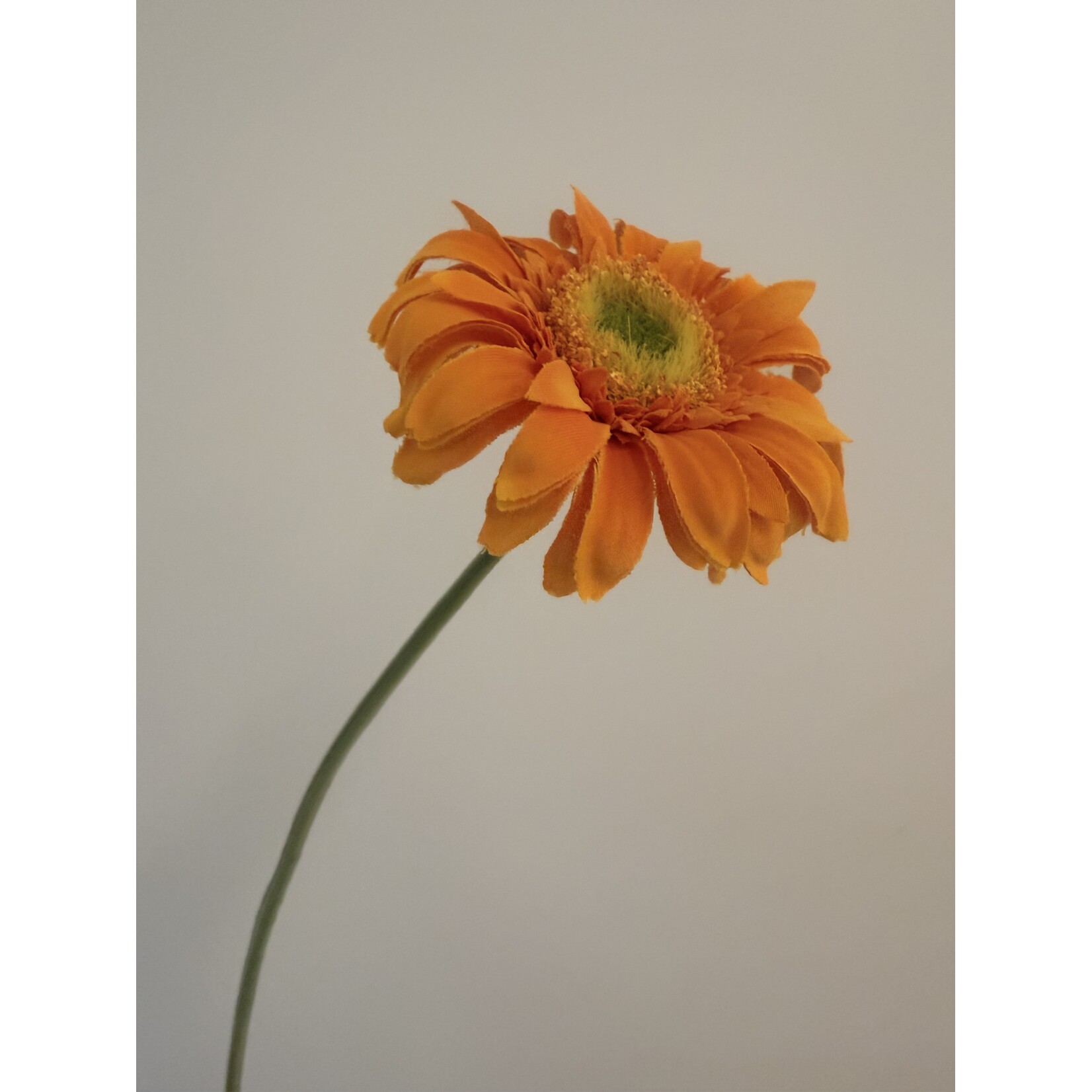 GERBERA | ORANGE| 50 CM