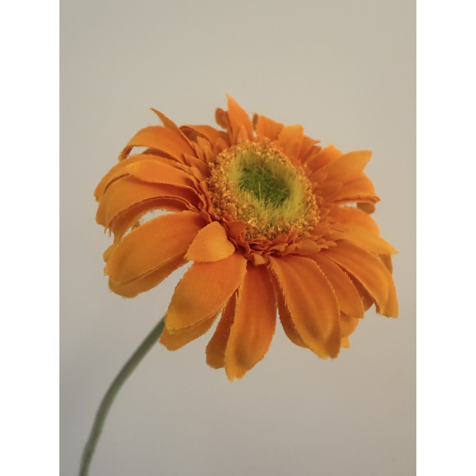 GERBERA | ORANGE| 50 CM