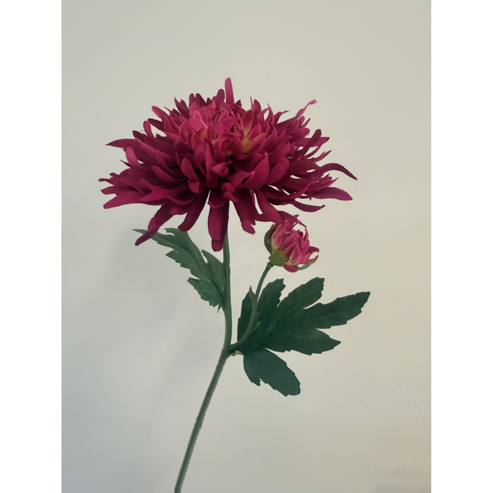 CHRYSANT KORT | FUCHSIA | 40 CM