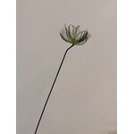 CYPERUS PAPYRUS | GREEN | 69 CM