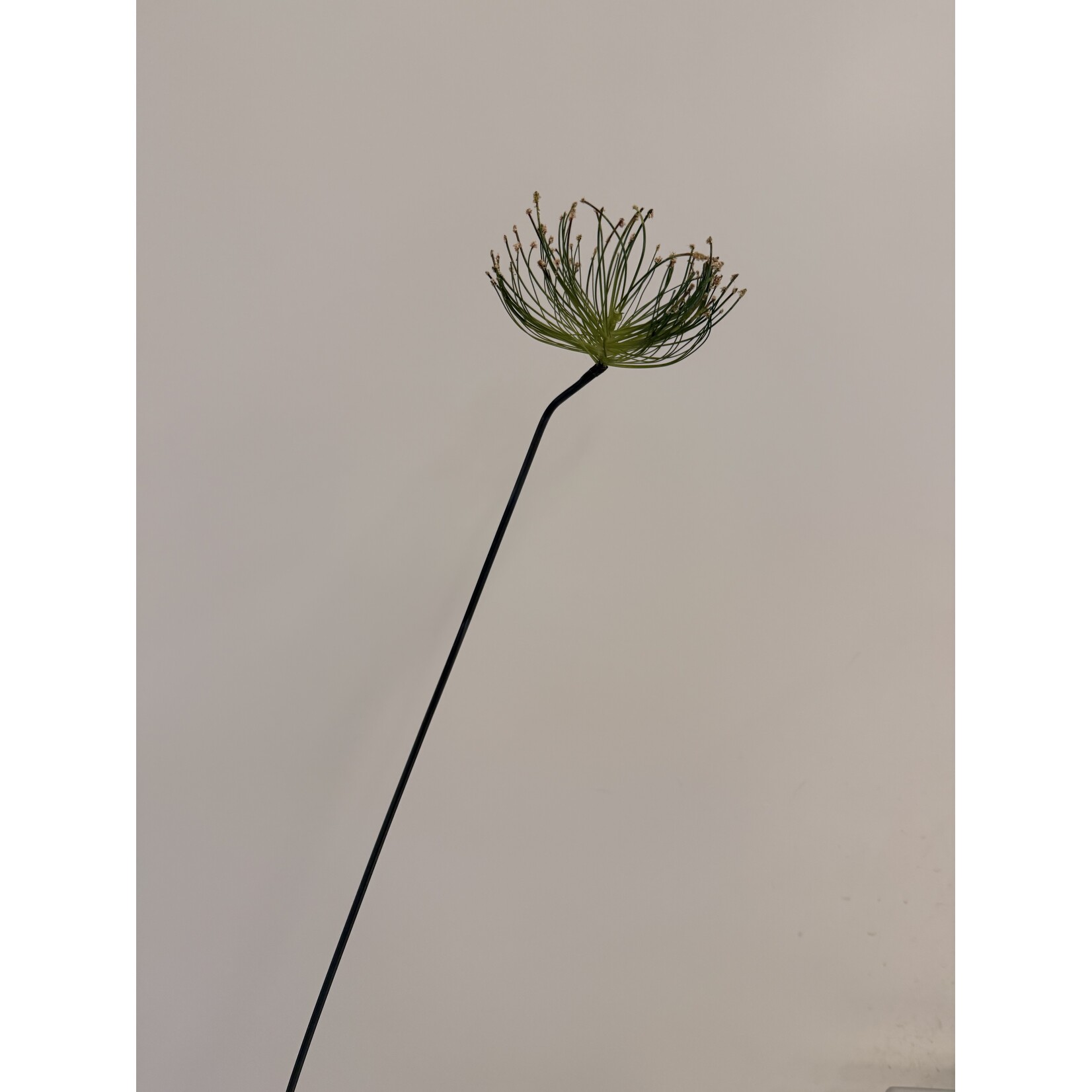 CYPERUS PAPYRUS | GREEN | 69 CM