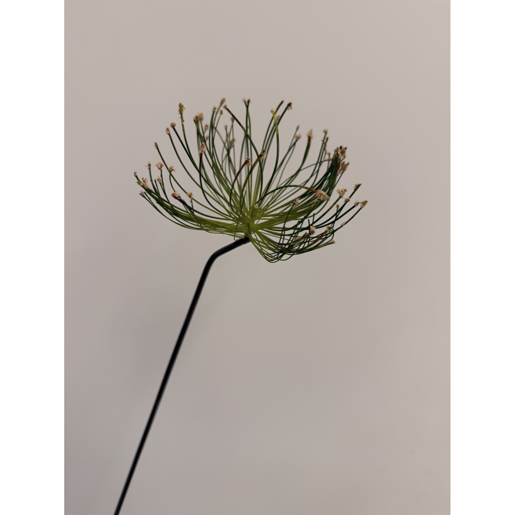 PARAPLU PAPYRUS | GROEN | 69 CM
