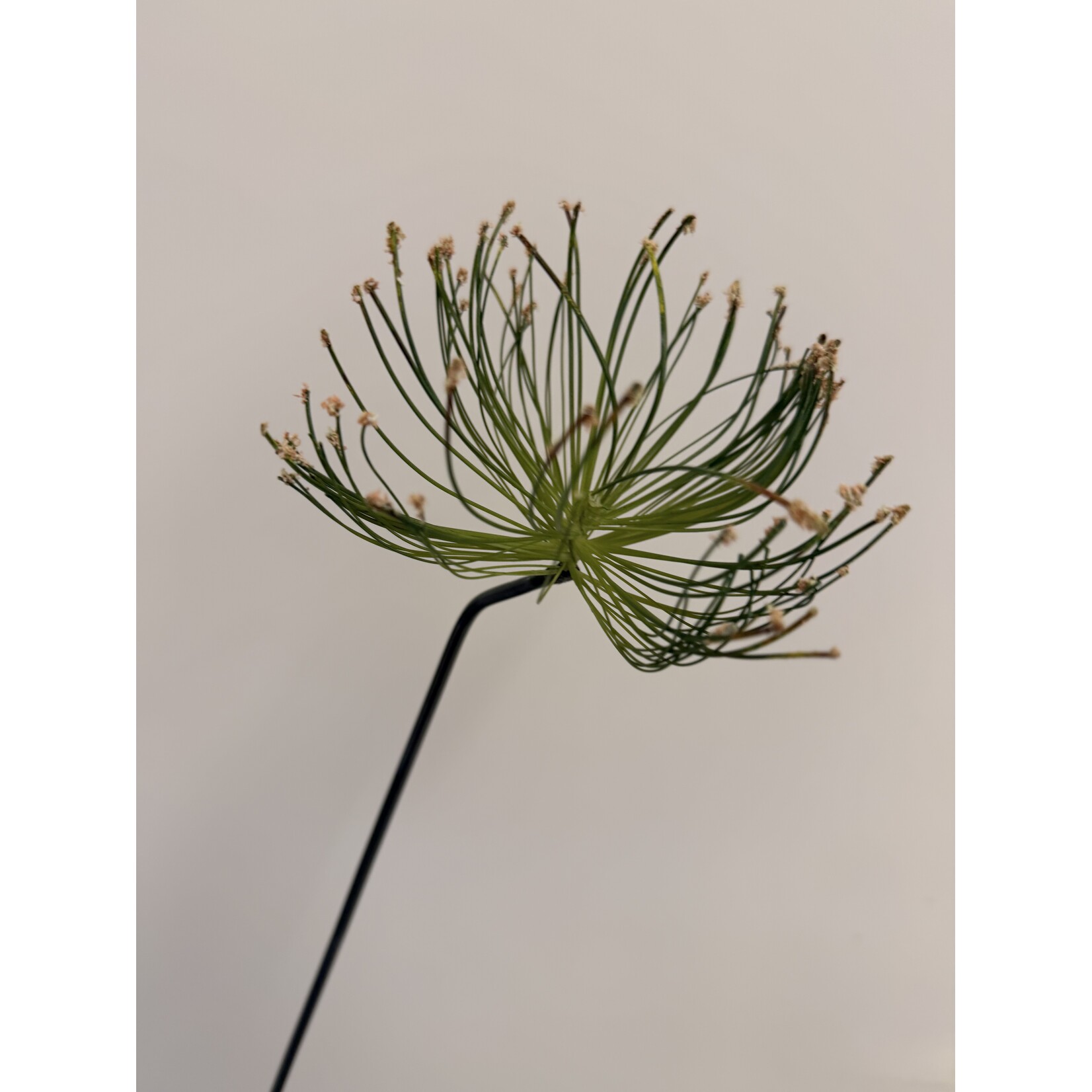 CYPERUS PAPYRUS | GREEN | 69 CM