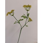 DILLE | GEEL | 70 CM