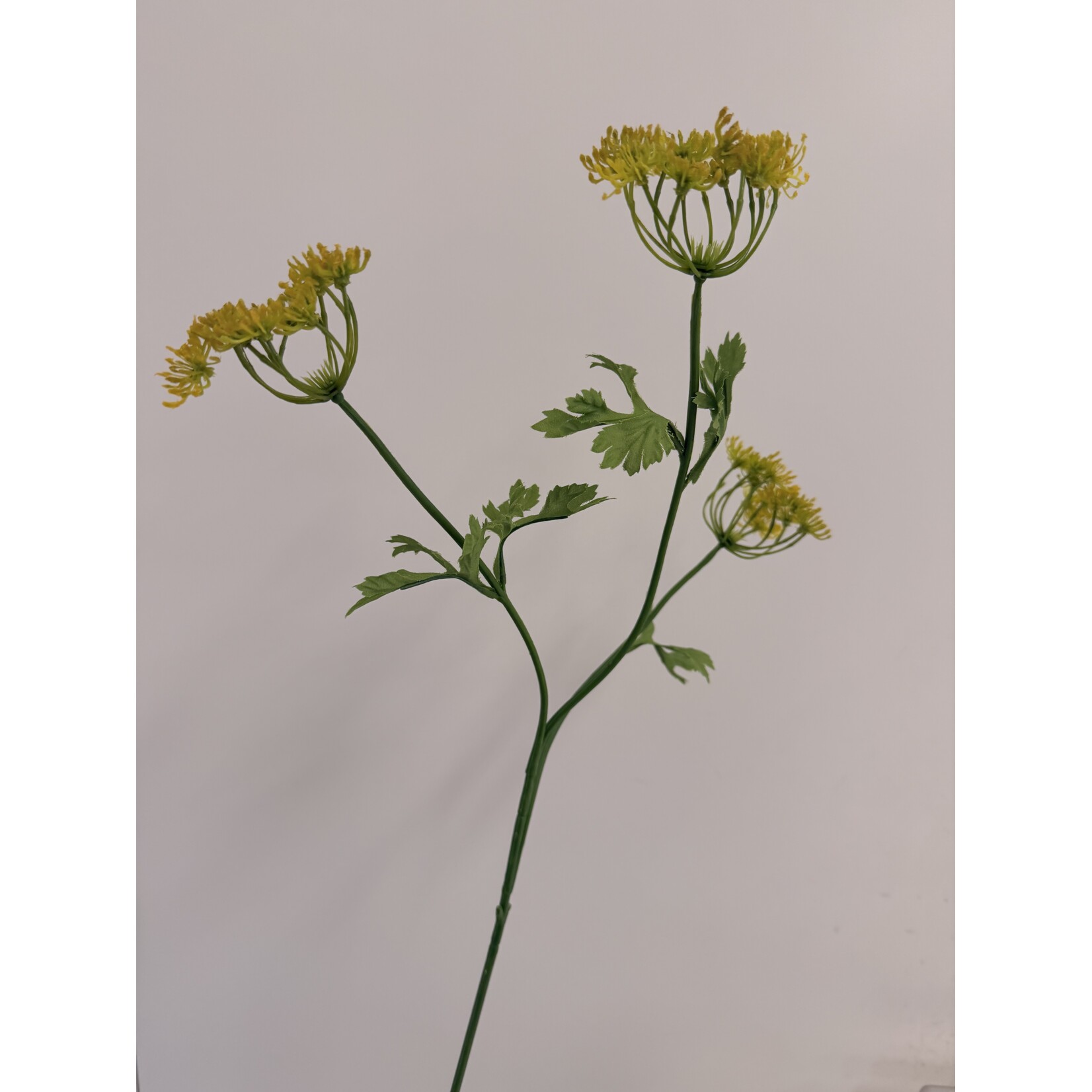 DILL GRAVEOLENS | YELLOW | 70 CM