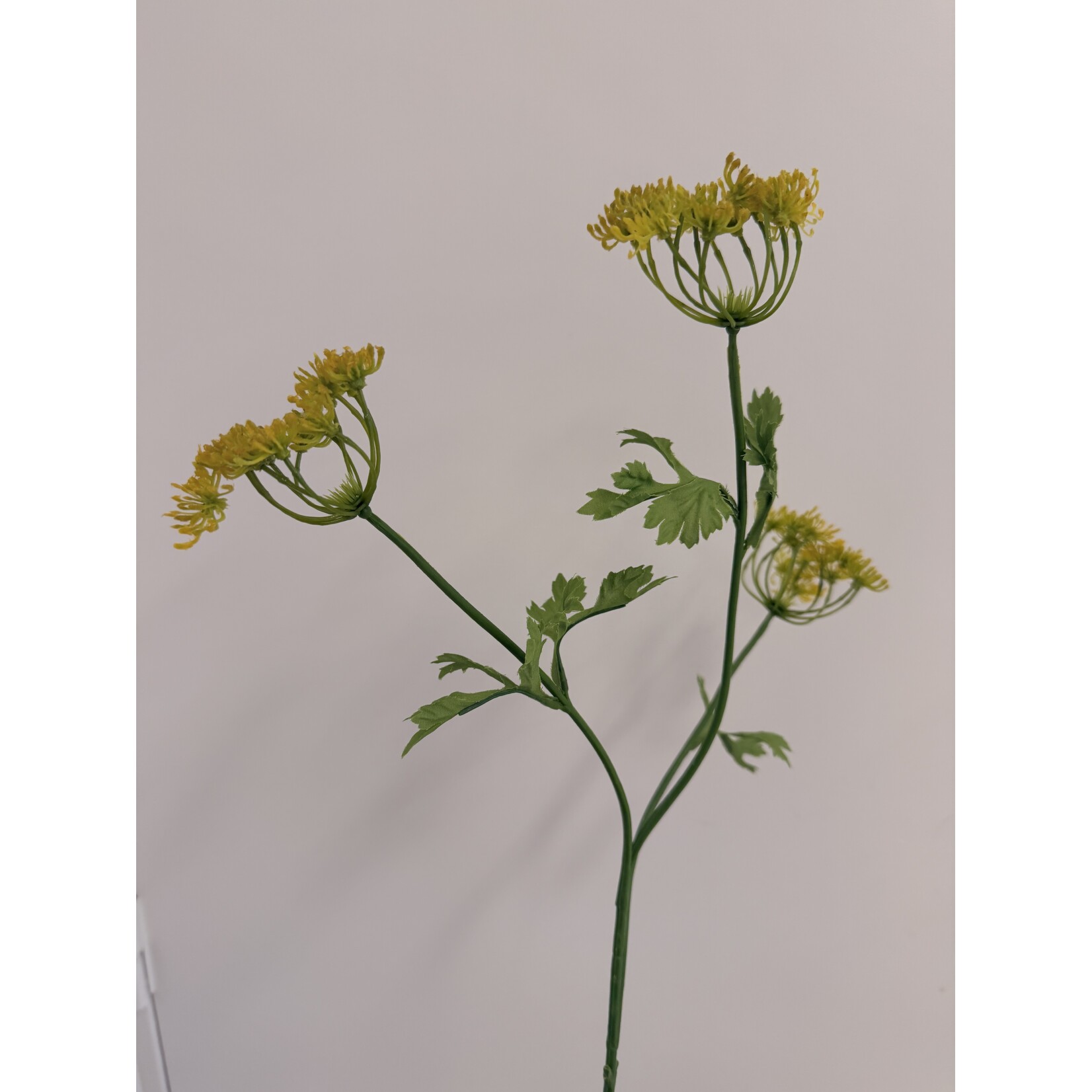 DILL GRAVEOLENS | YELLOW | 70 CM