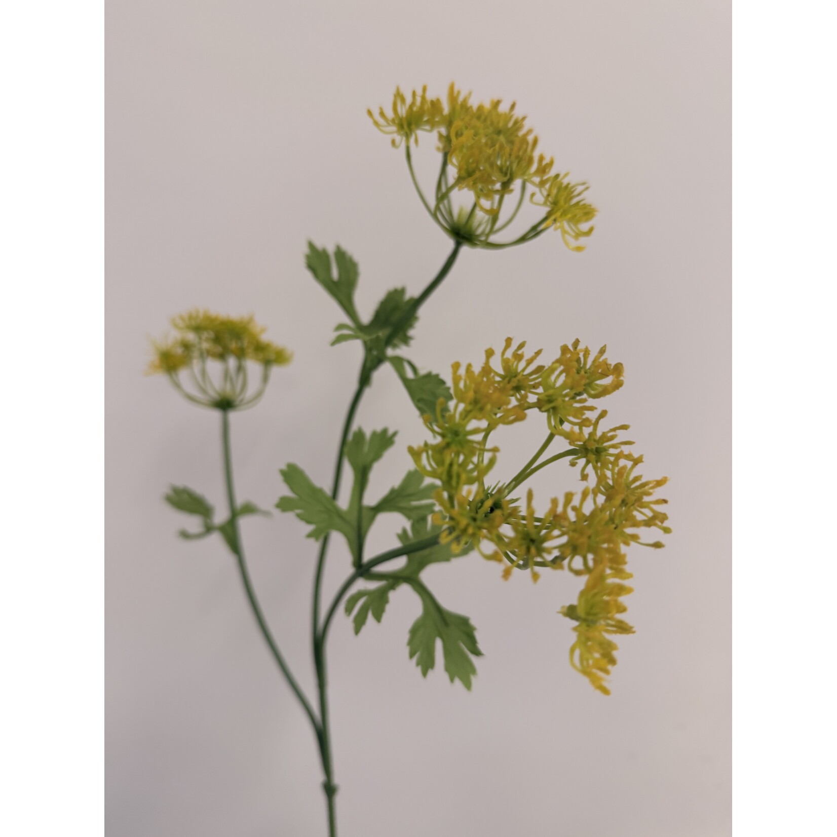 DILL GRAVEOLENS | YELLOW | 70 CM
