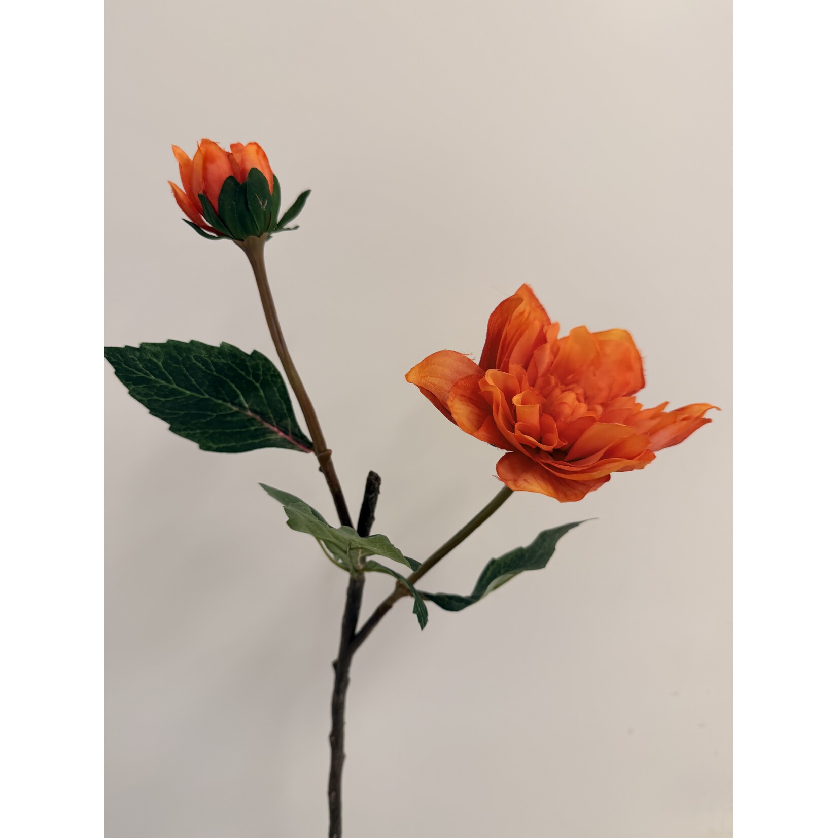 DAHLIA TAK  STATUE OF ORANGE | ORANJE | 45 CM