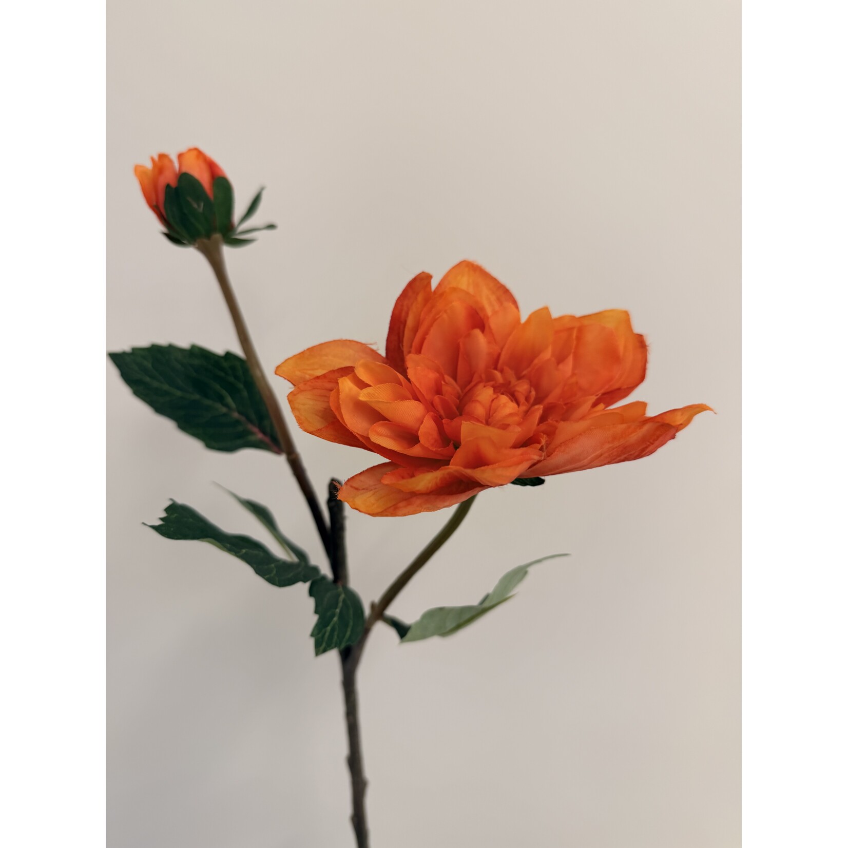 DAHLIA TAK  STATUE OF ORANGE | ORANJE | 45 CM