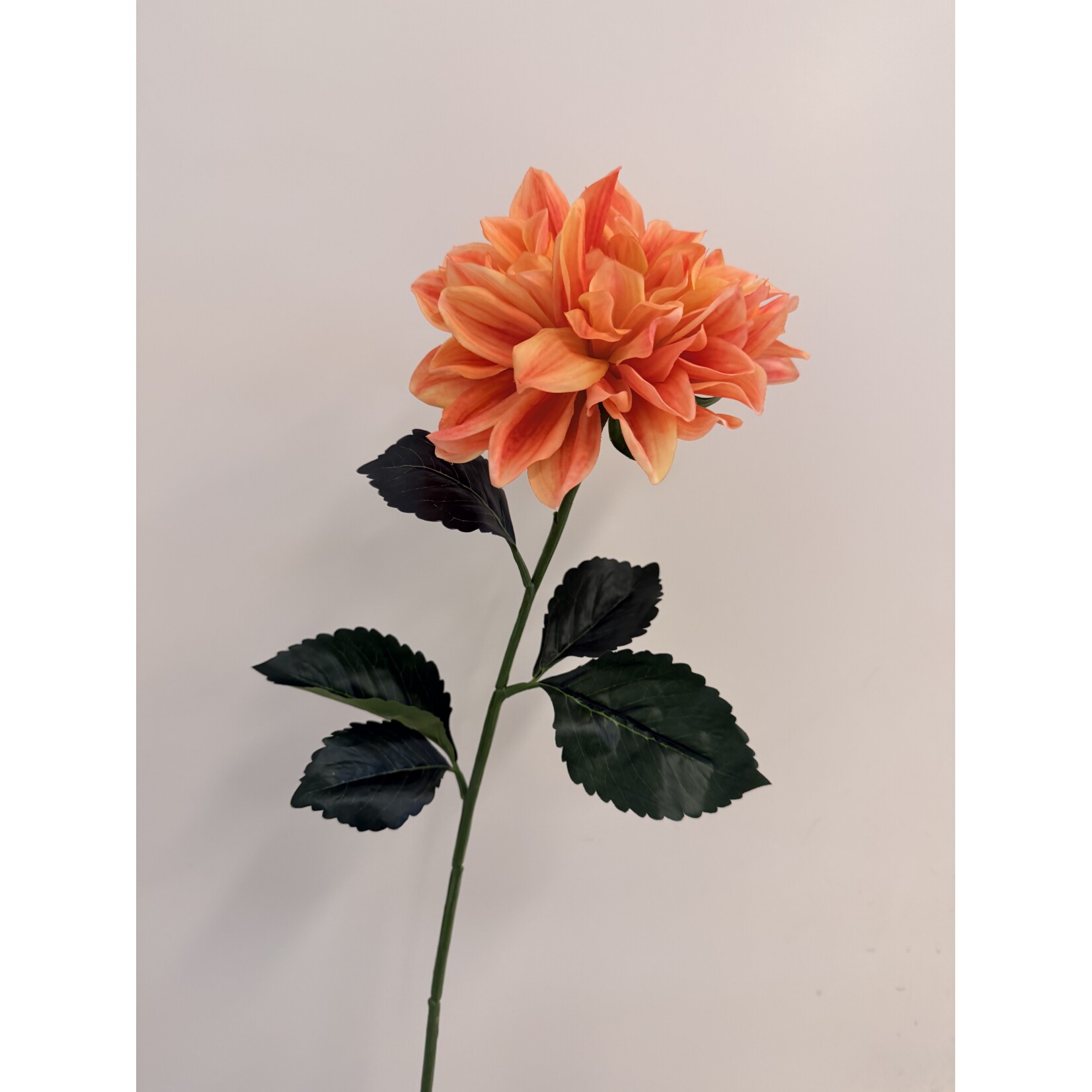 DAHLIA FIREPOT  | ORANGE PINK | 70 CM