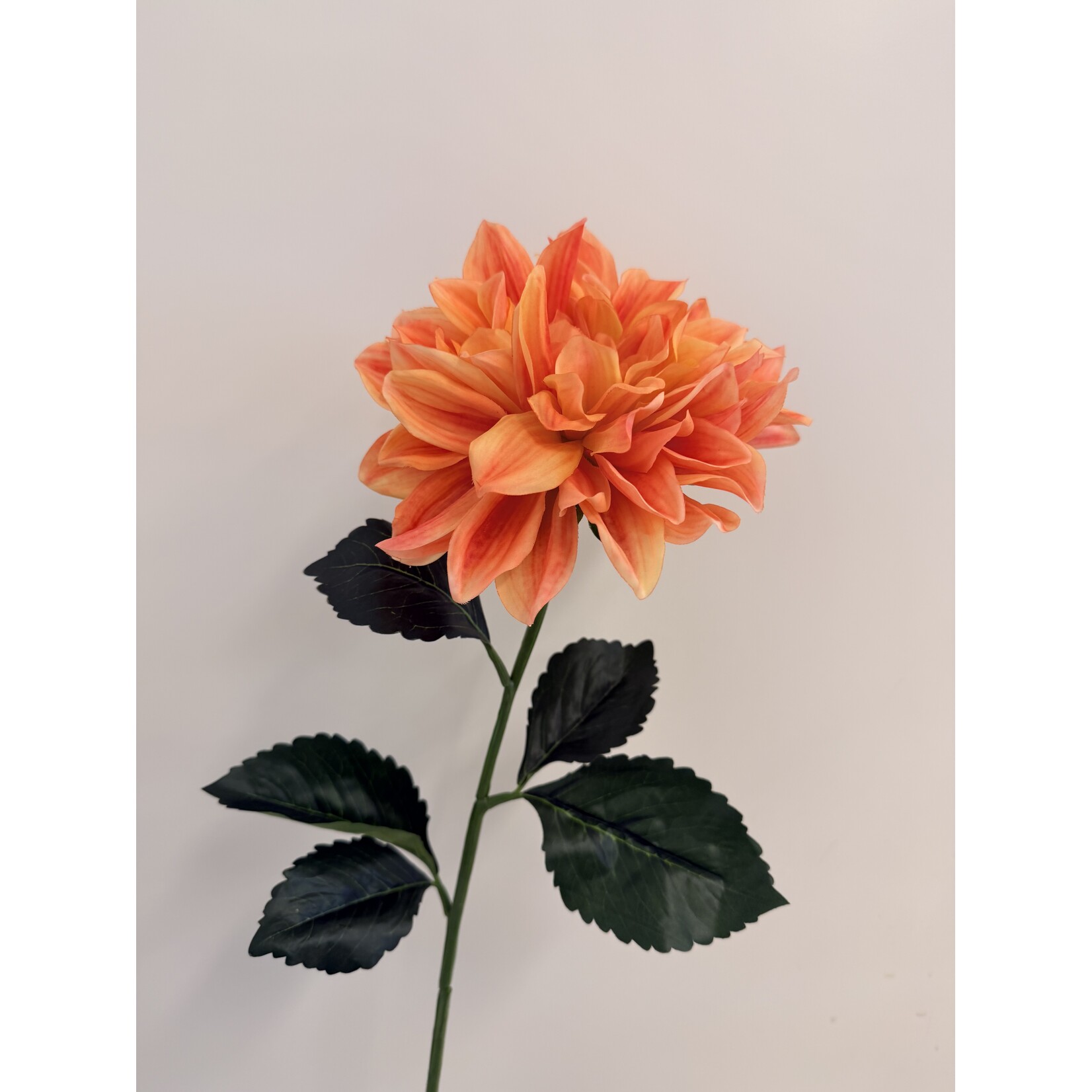 DAHLIA FIREPOT  | ORANGE PINK | 70 CM