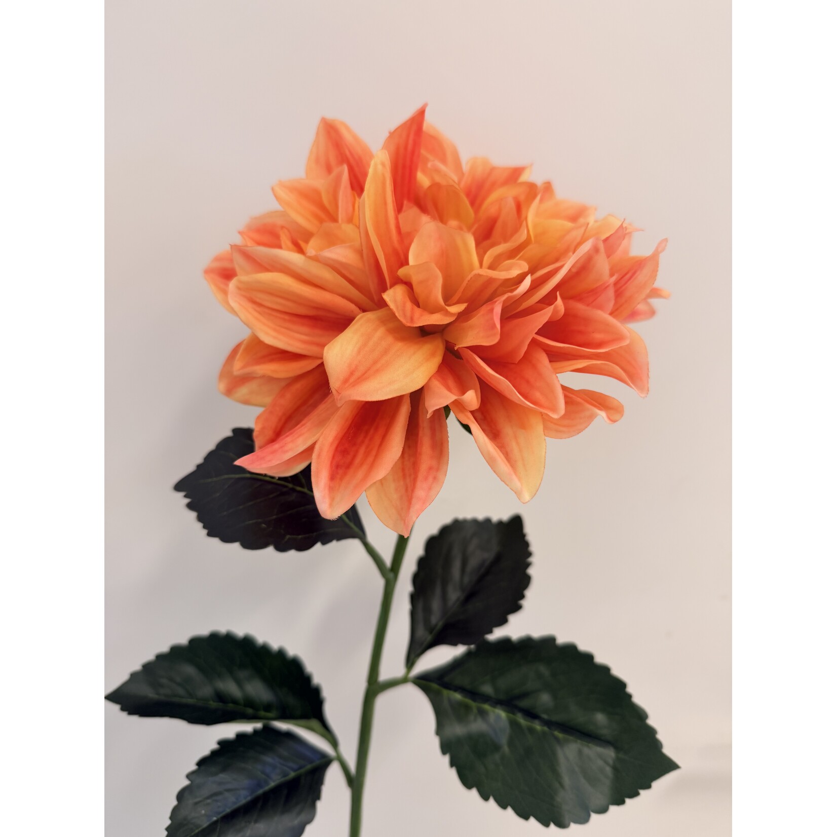 DAHLIA FIREPOT  | ORANJE ROZE | 70 CM