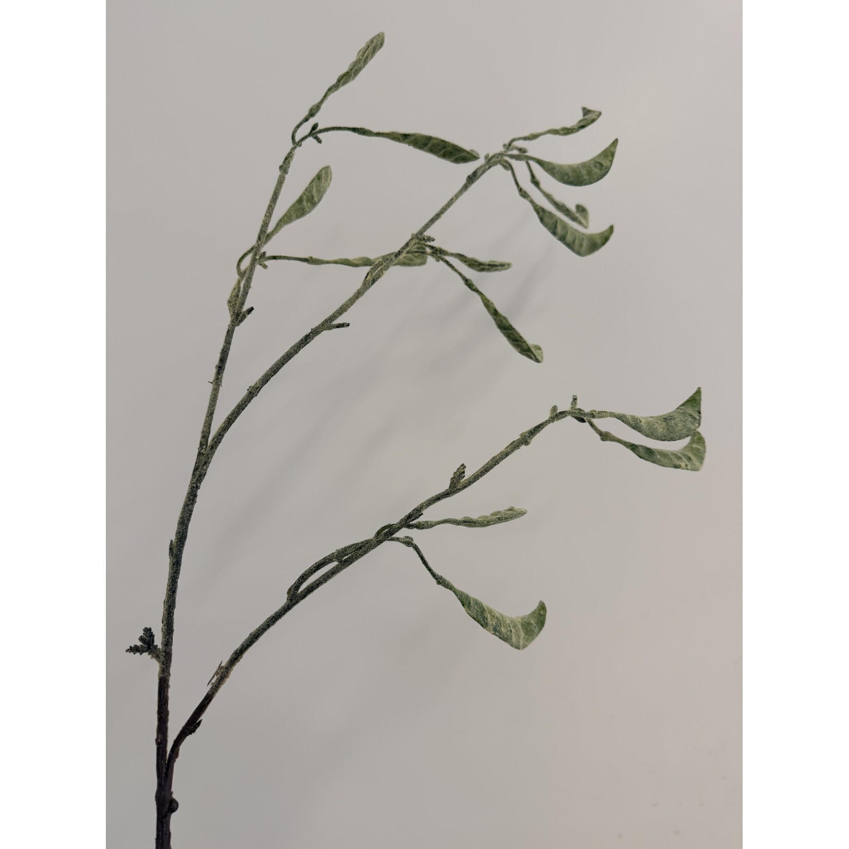 BEAN SPRAY LADY DI | GREEN | 90  CM