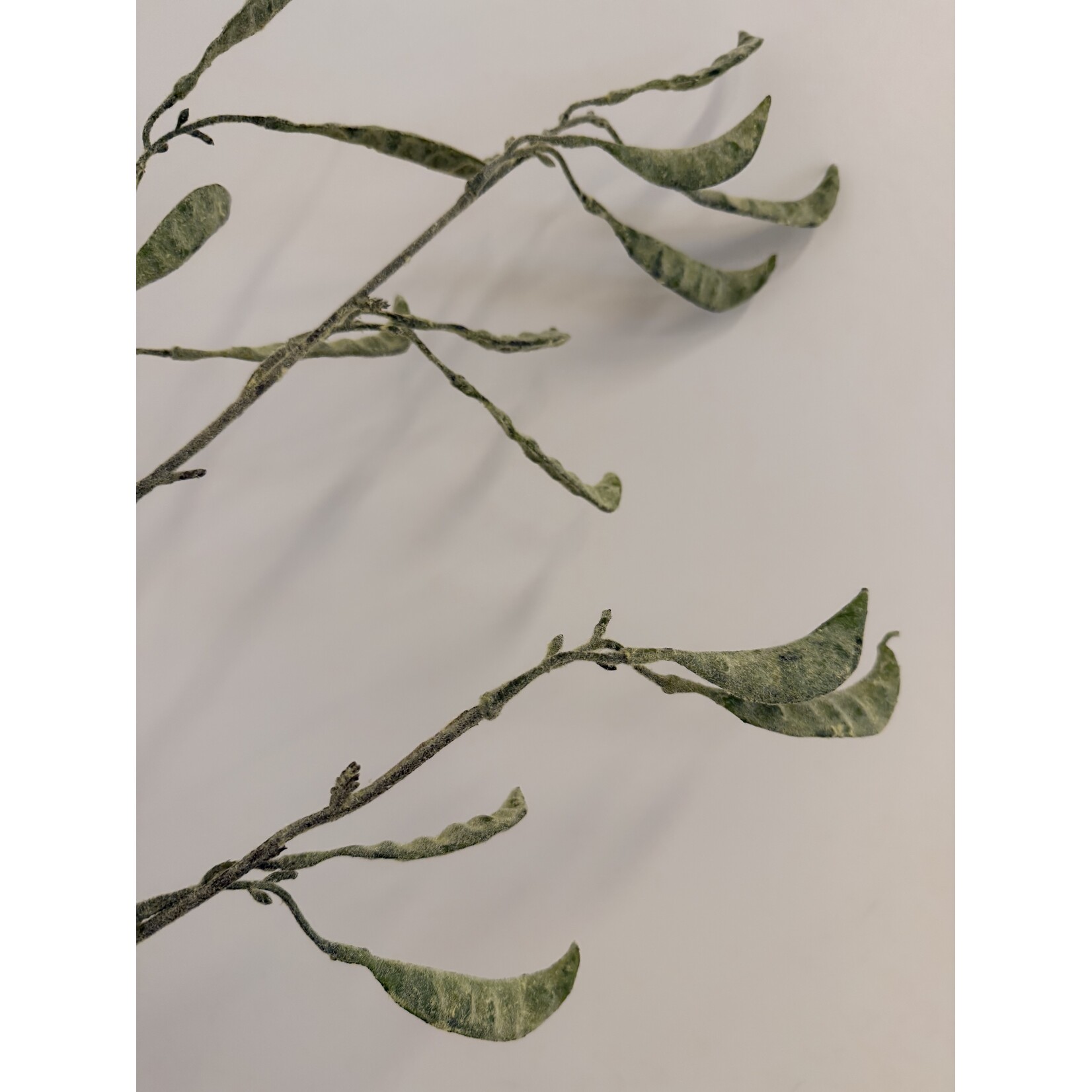 BEAN SPRAY LADY DI | GREEN | 90  CM