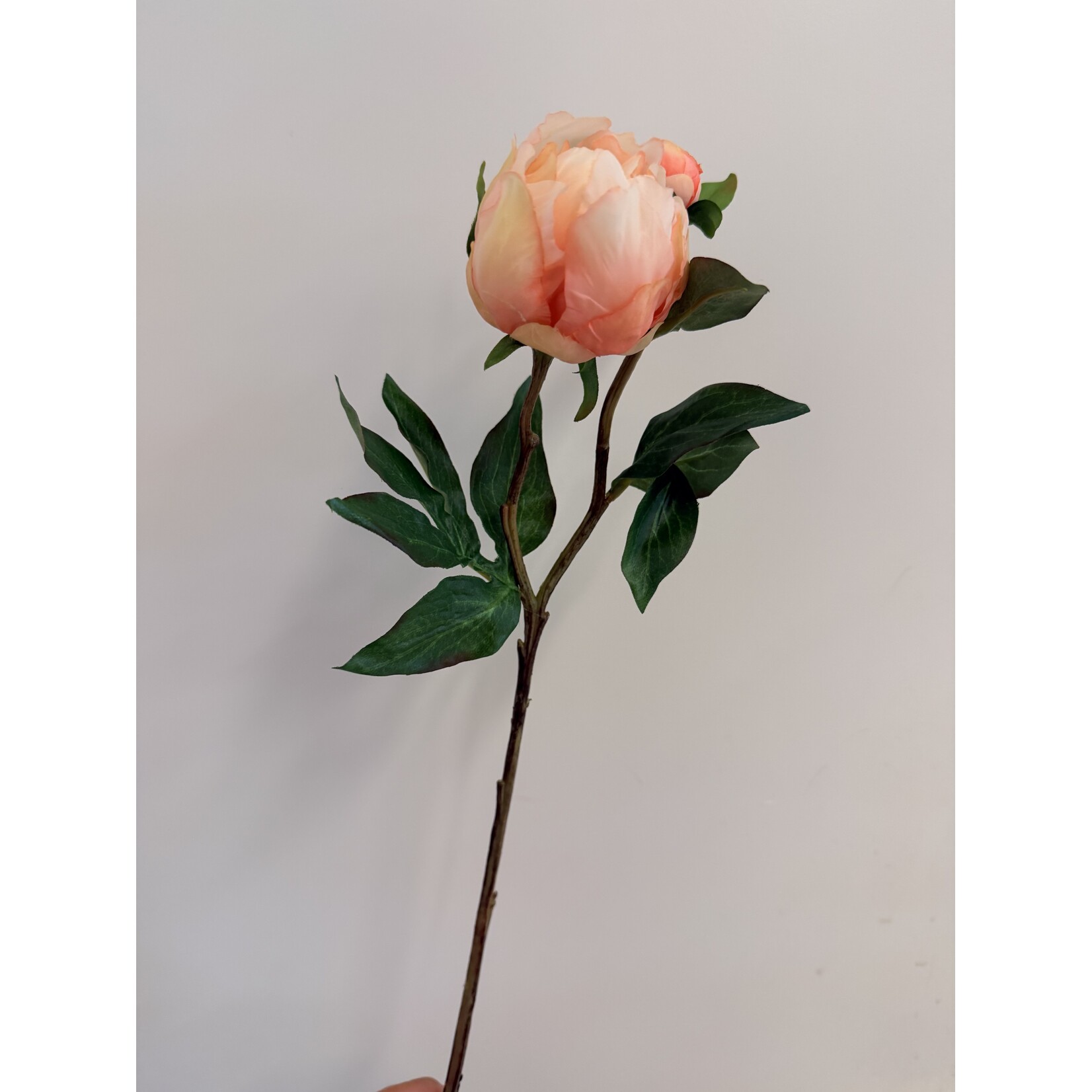 PEONY PASTEL ELEGANCE| PEACH | 45 CM
