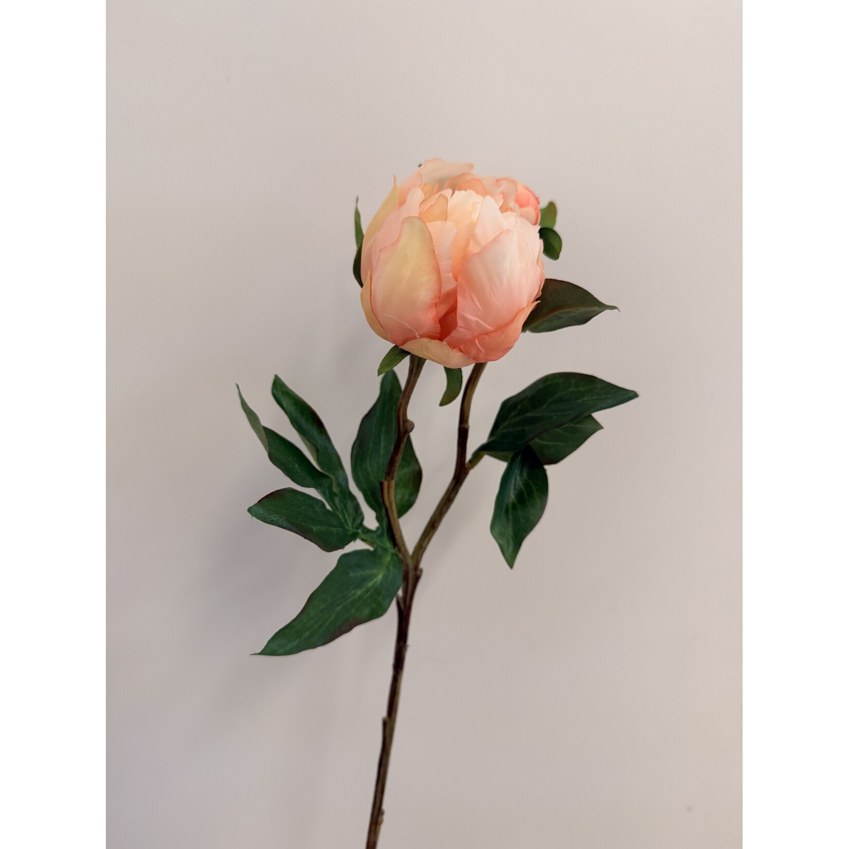 PIOENROOS PASTEL ELEGANCE | PERZIK | 45 CM