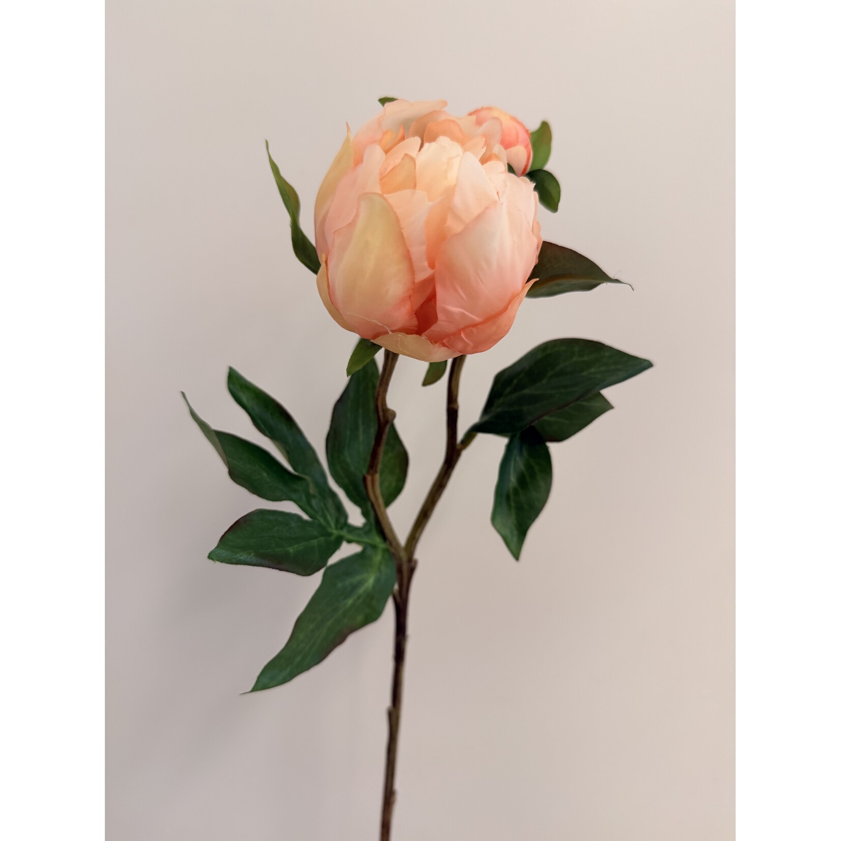 PIOENROOS PASTEL ELEGANCE | PERZIK | 45 CM