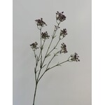 GIPSKRUID | ROZE PAARS | 70 CM