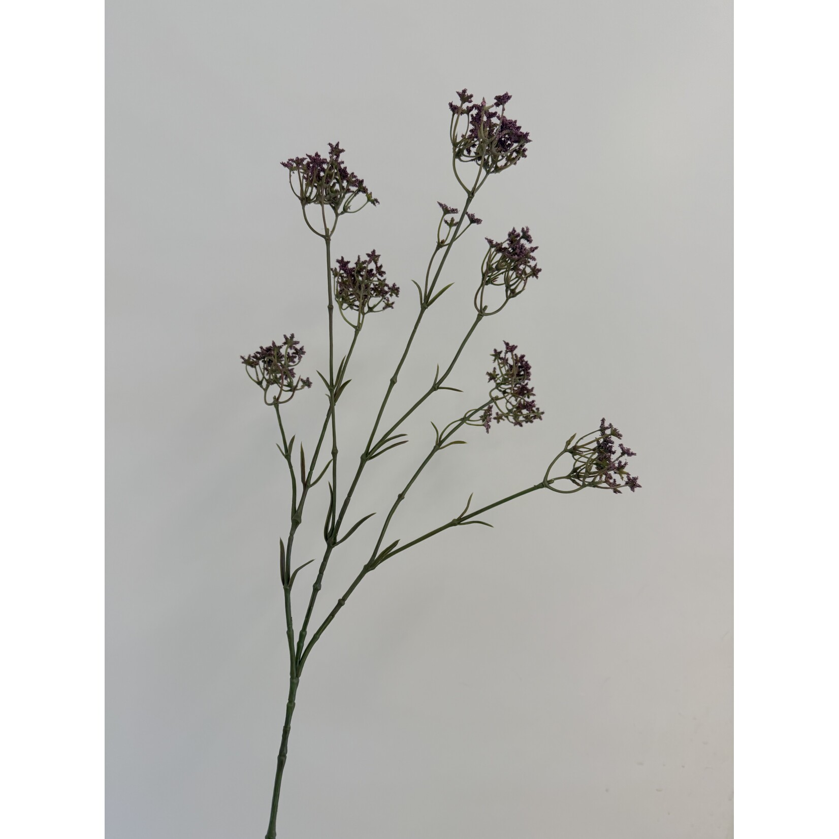 GIPSKRUID ROSEA|ROZE PAARS | 70 CM