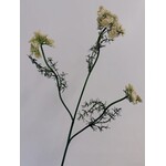 DAUCUS CAROTA | WHITE | 75 CM