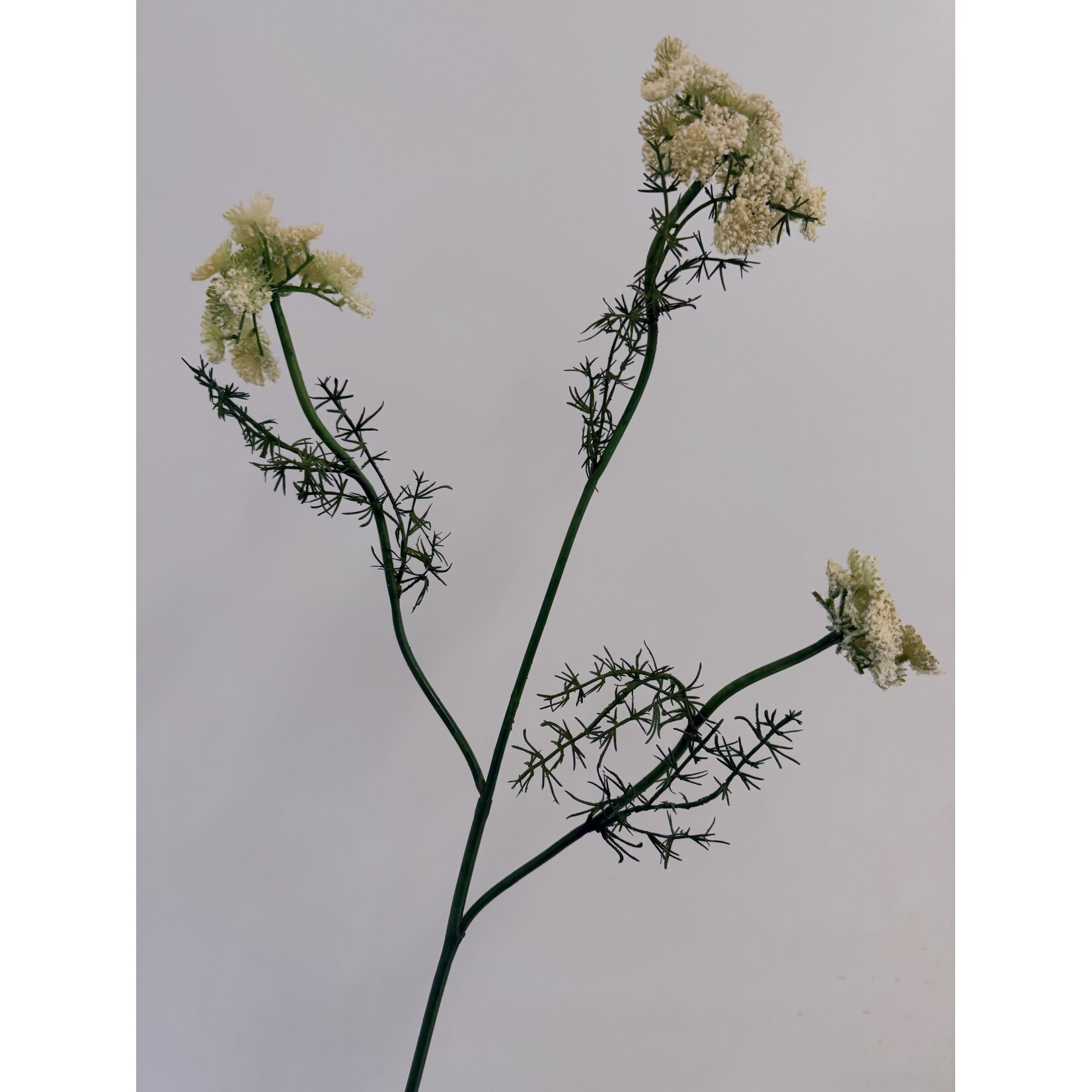 WILDE PEEN | WIT | 75 CM