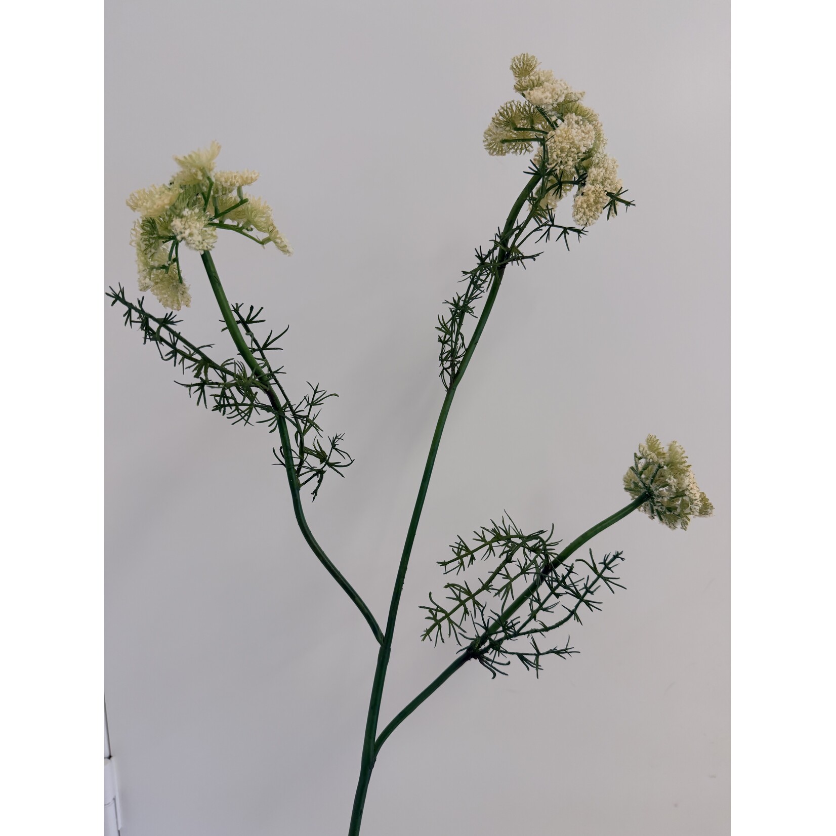 DAUCUS CAROTA | WHITE | 75 CM