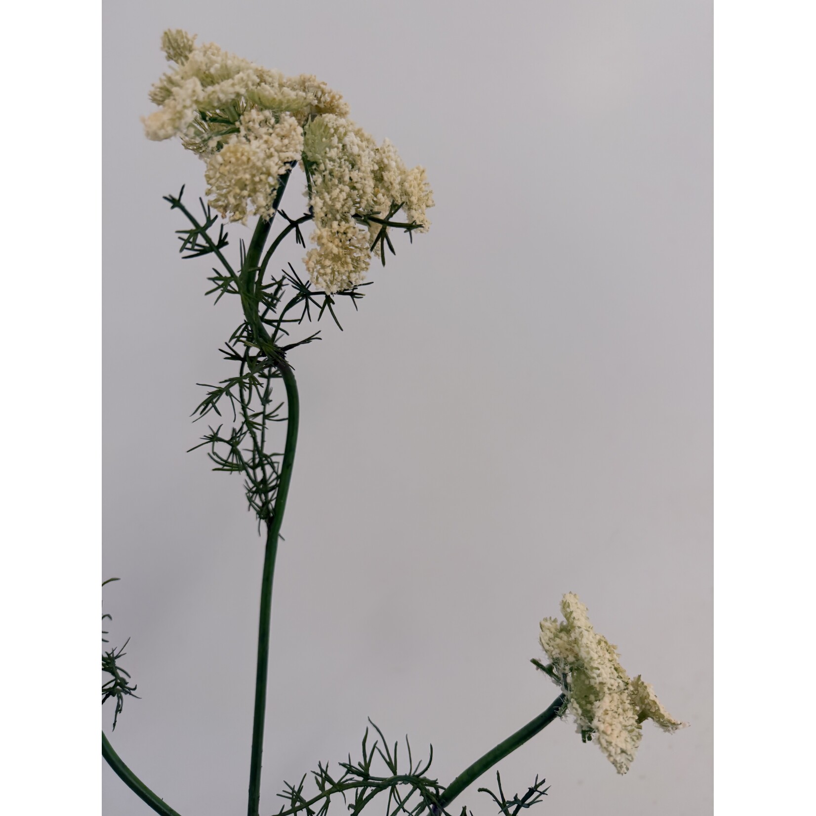 DAUCUS CAROTA | WHITE | 75 CM