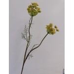 DAUCUS CAROTA | YELLOW | 95 CM