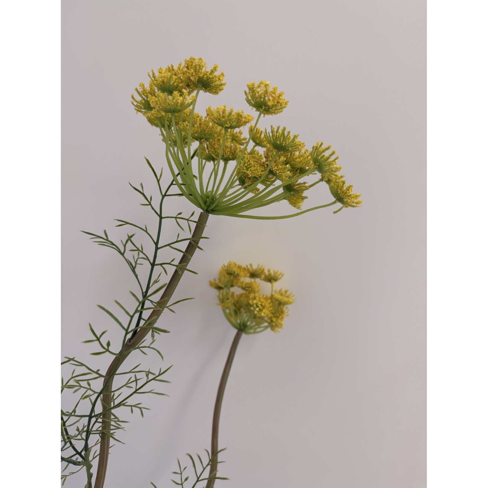 DAUCUS CAROTA | YELLOW | 95 CM
