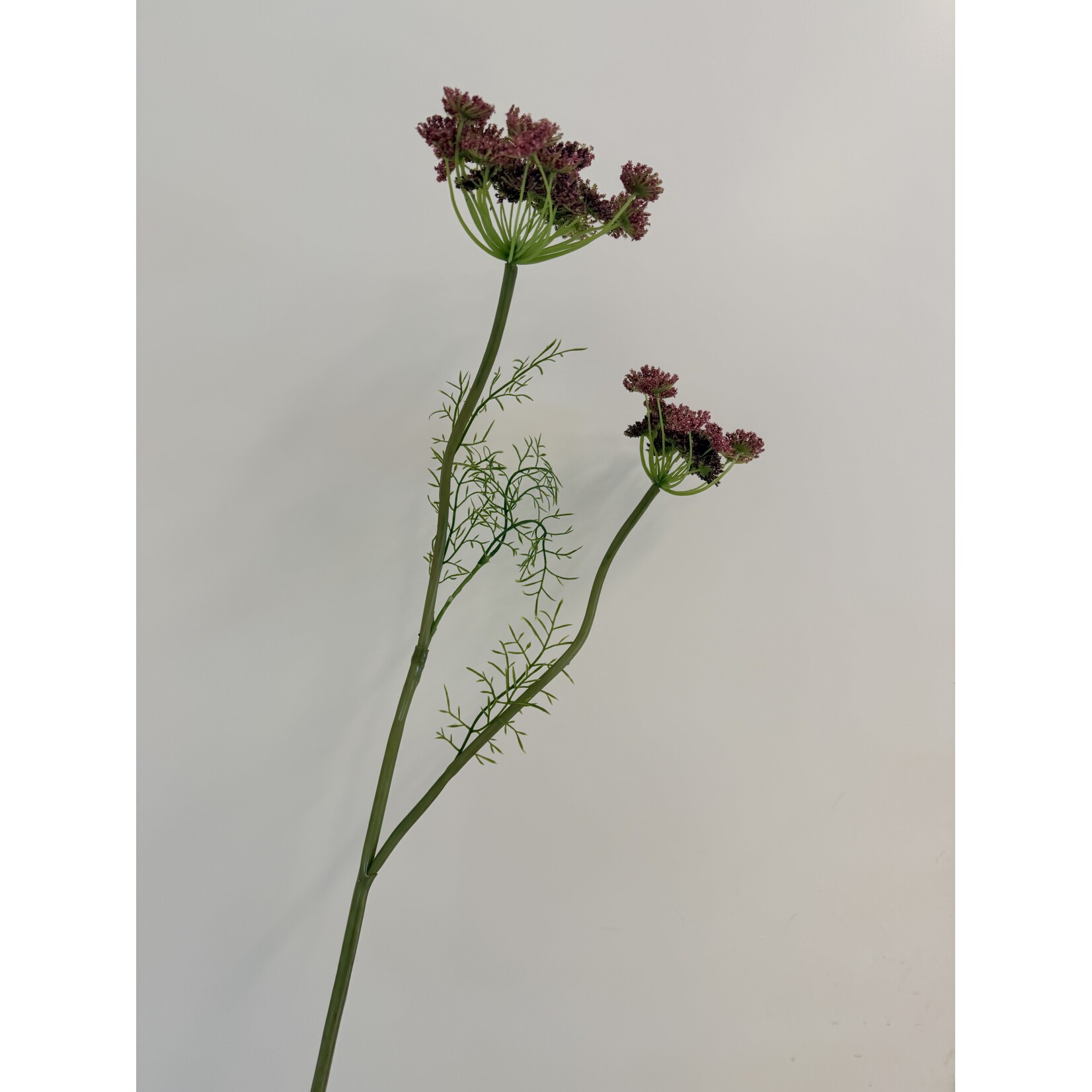 DAUCUS CAROTA | PINK | 95 CM
