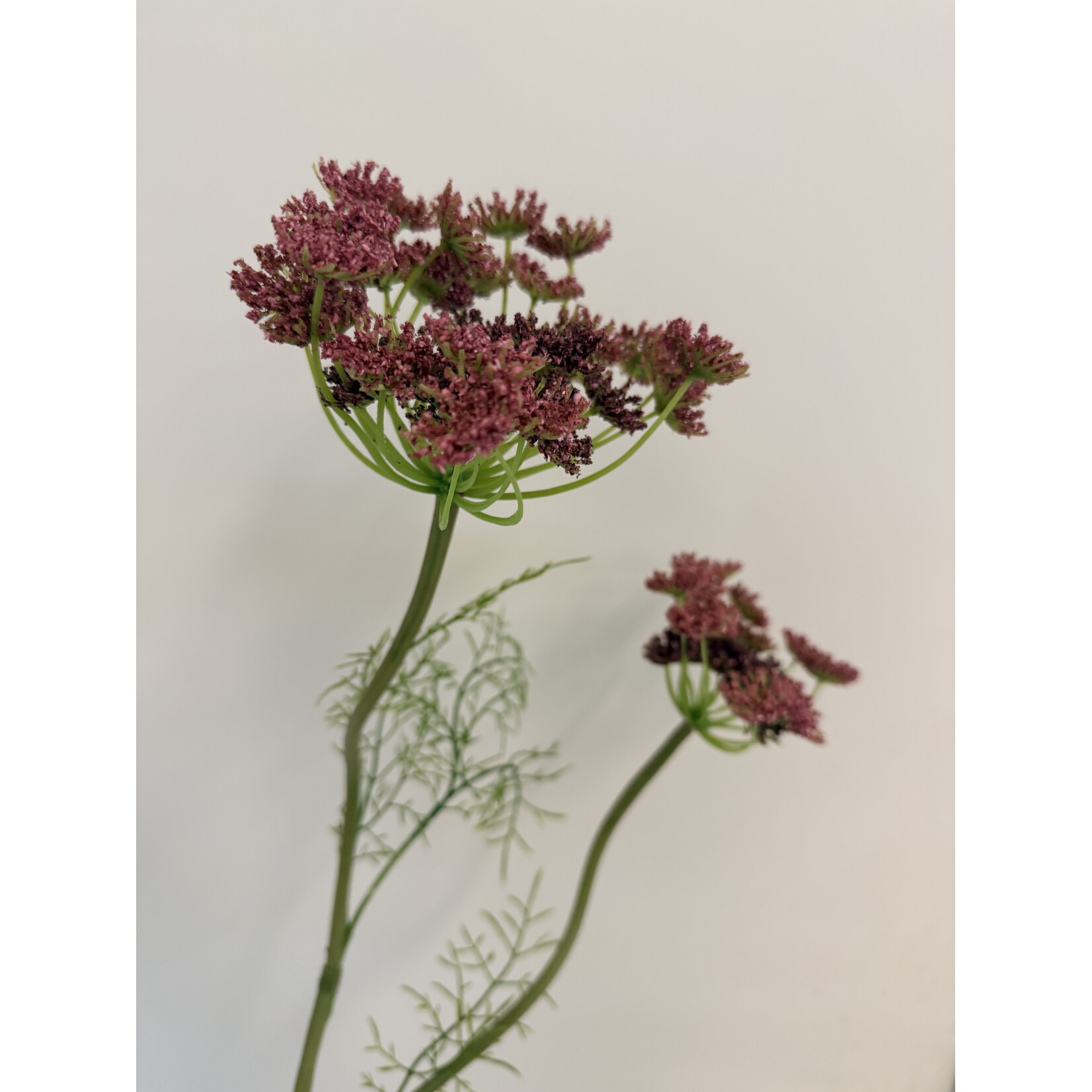 DAUCUS CAROTA | PINK | 95 CM