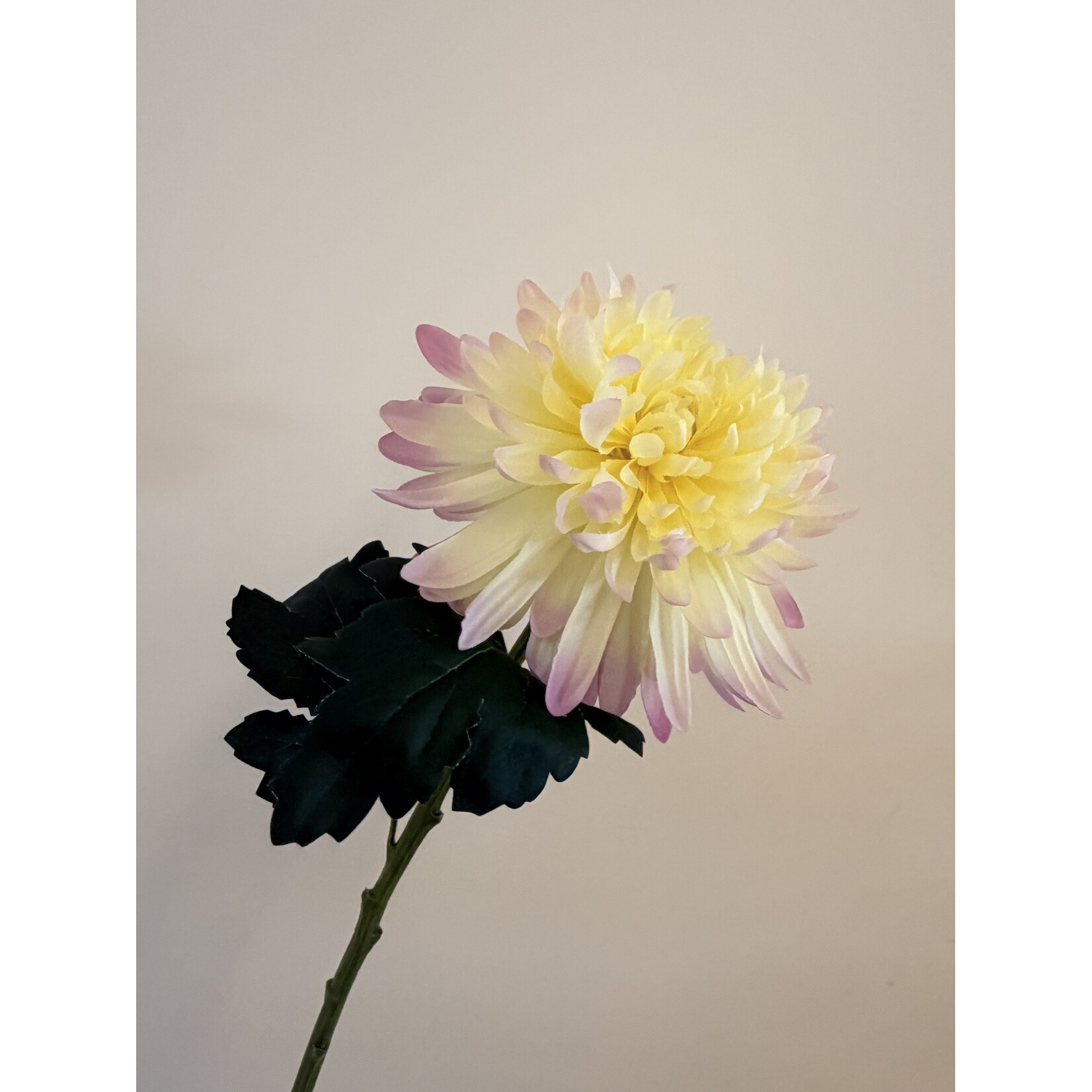 CHRYSANT POESIE| GEEL ROZE | 55 CM