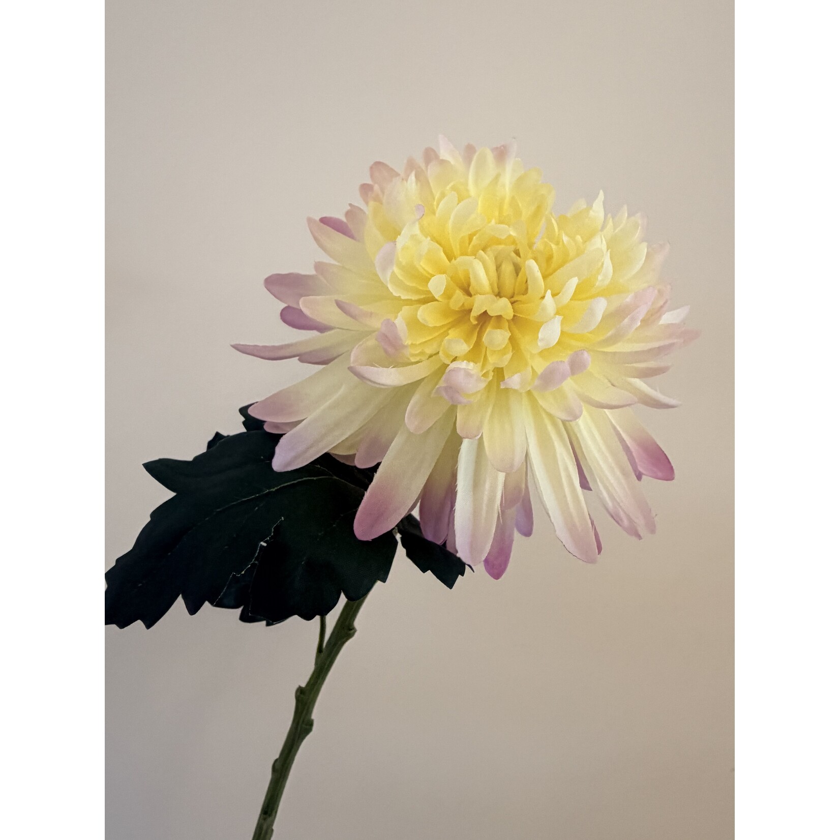 CHRYSANTHEMUM POESIE | YELLOW PINK | 55 CM