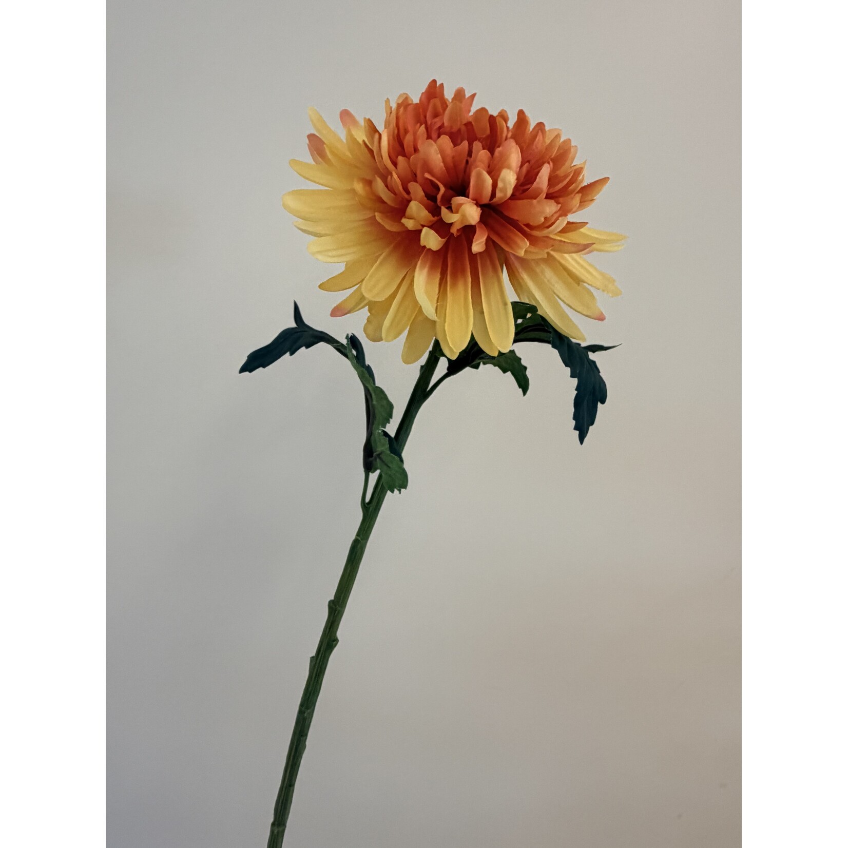 CHRYSANTHEMUM HARDY INDIAN | ORANGE | 55 CM