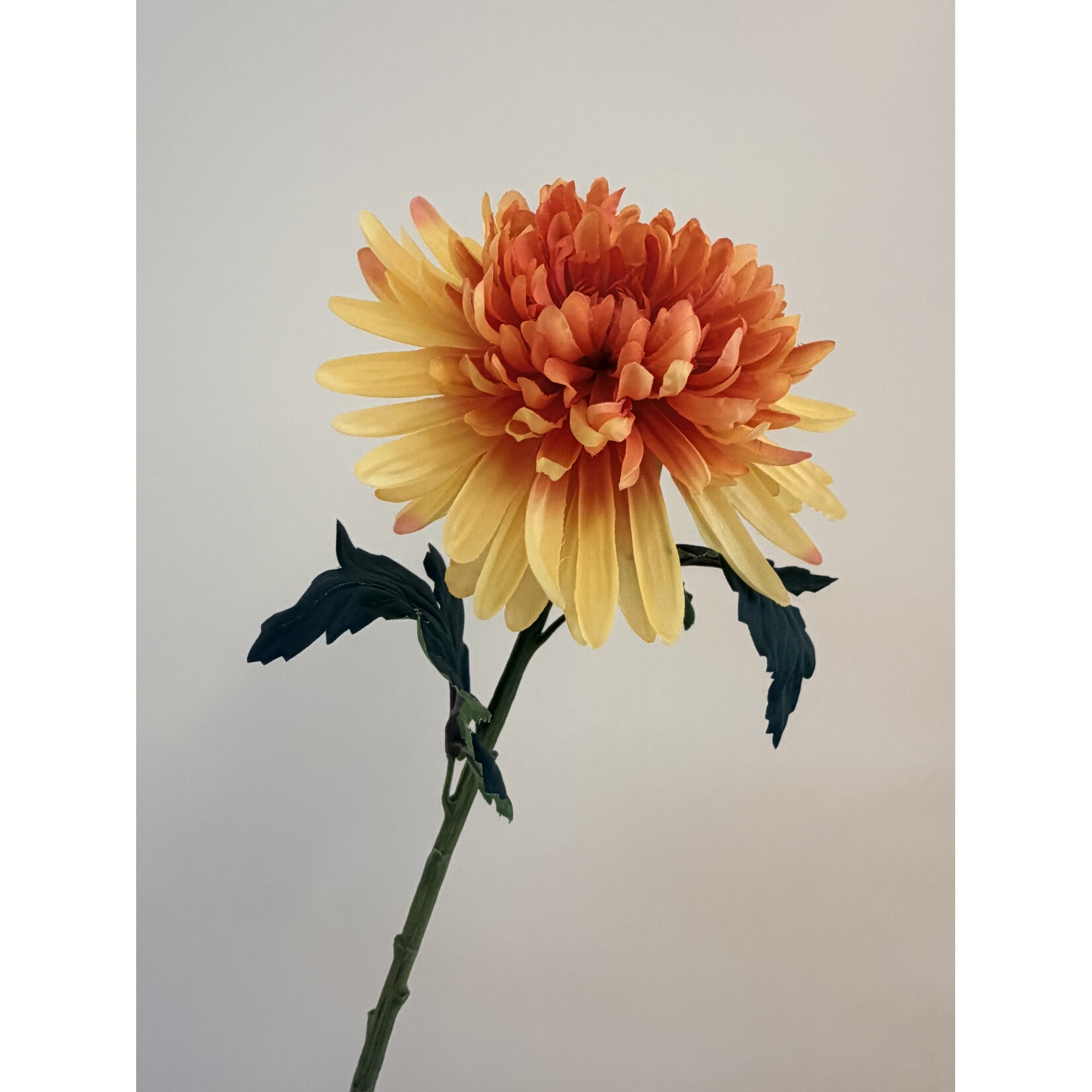 CHRYSANTHEMUM HARDY INDIAN | ORANGE | 55 CM