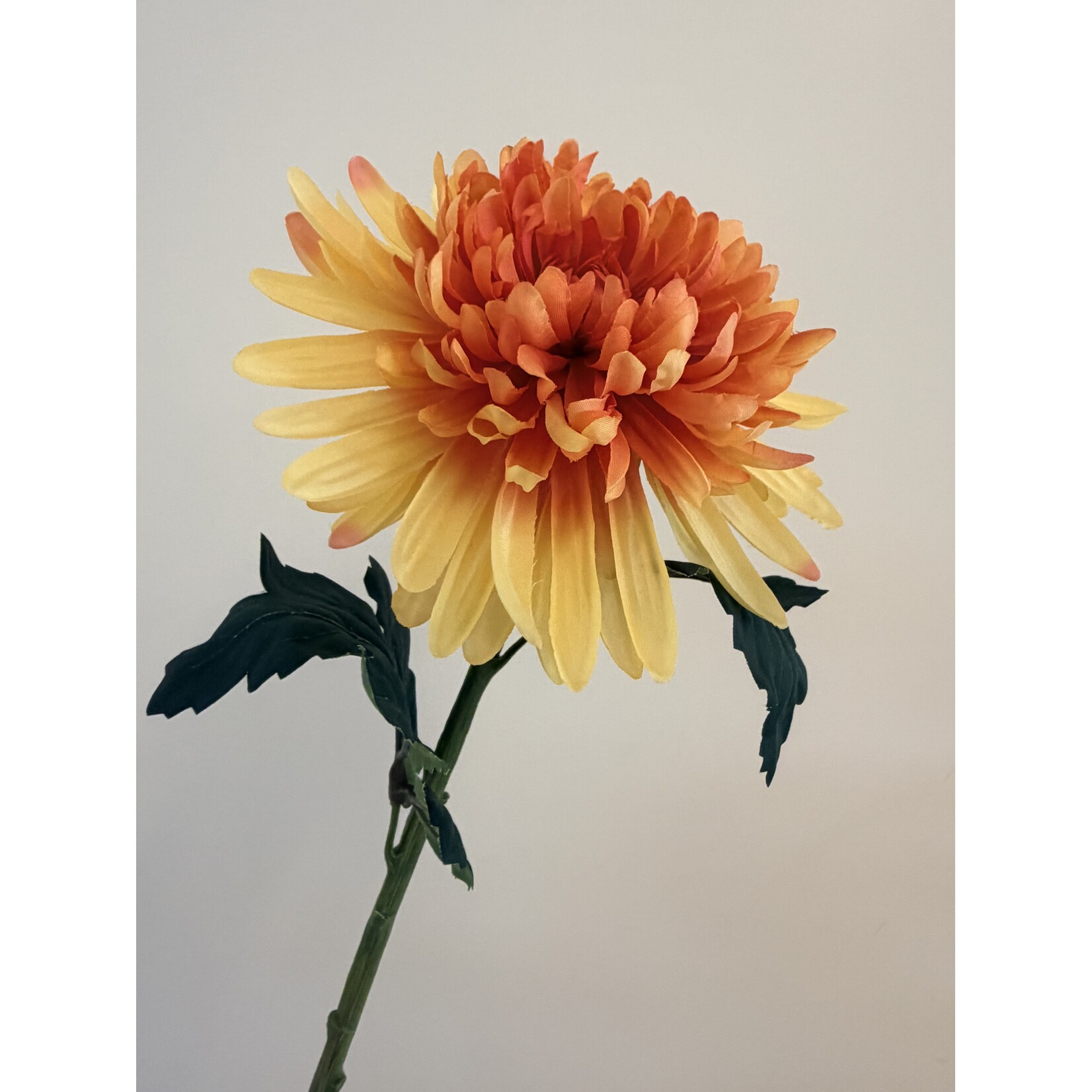 CHRYSANTHEMUM HARDY INDIAN | ORANGE | 55 CM