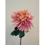 CHRYSANTHEMUM | PINK | 55 CM