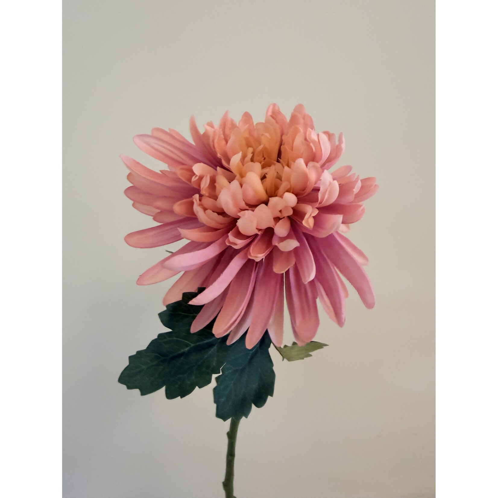 CHRYSANT CHARISMA | ROZE | 55 CM