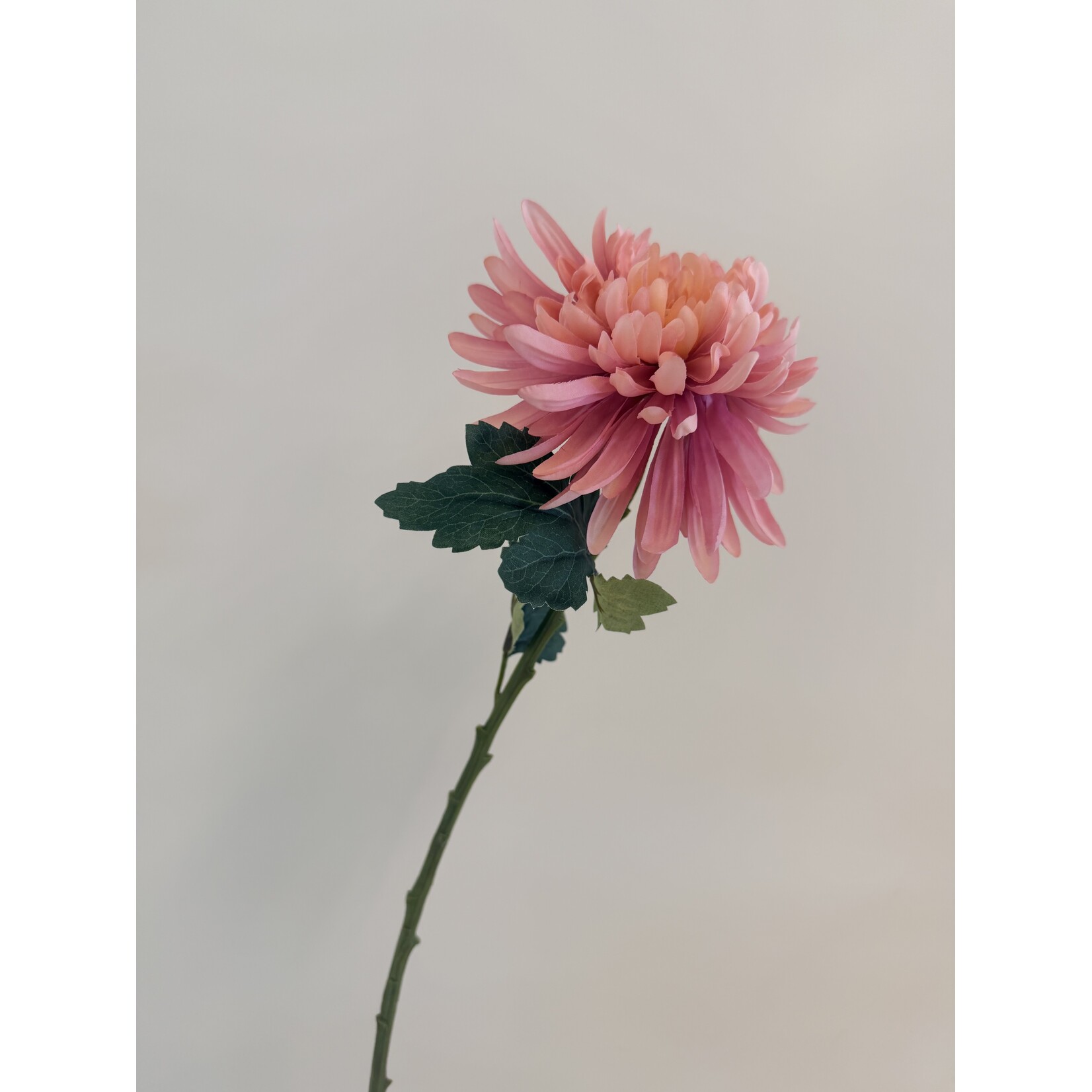CHRYSANT CHARISMA | ROZE | 55 CM