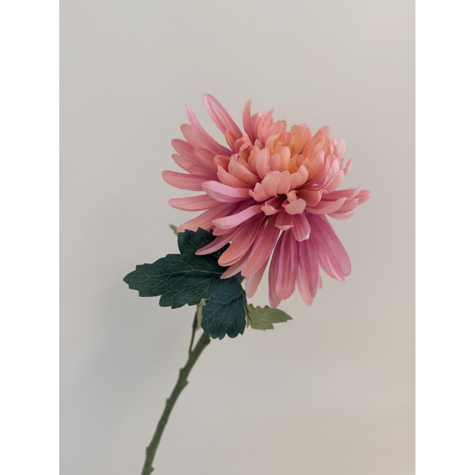 CHRYSANTHEMUM CHARISMA | PINK | 55 CM