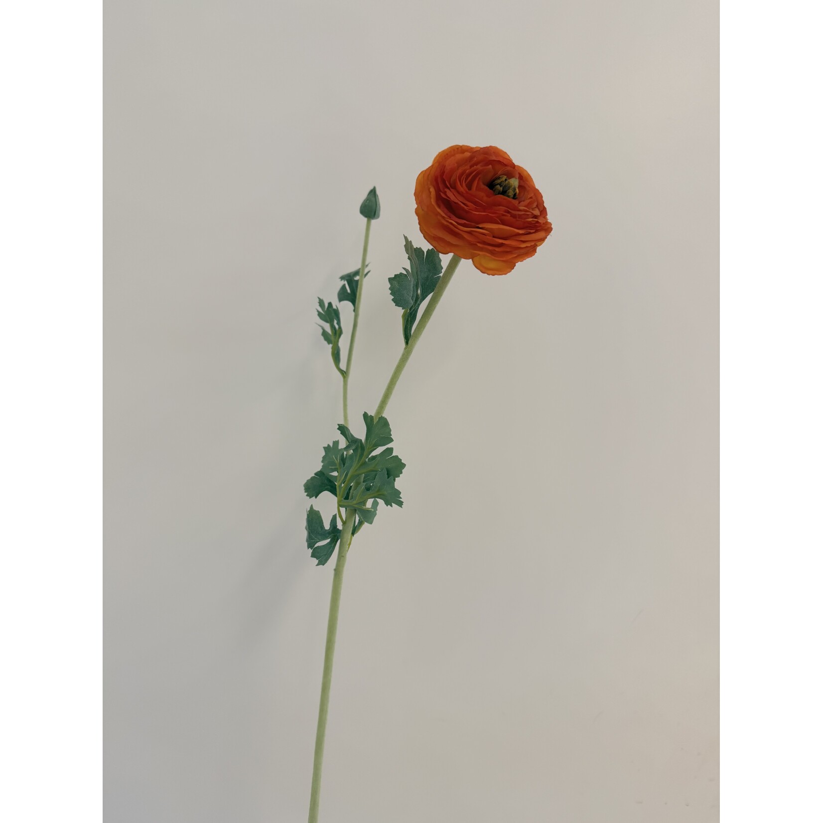 RANUNCULUS CLEMENTINE | ORANGE | 68 CM