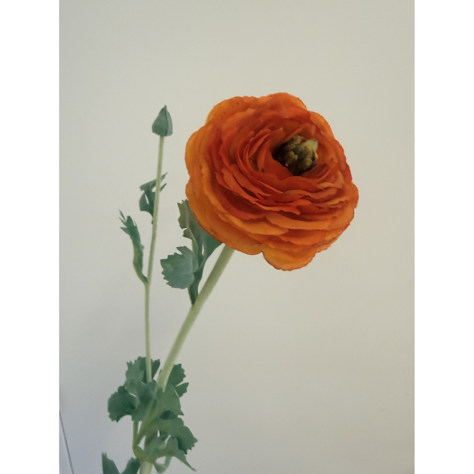 RANUNCULUS CLEMENTINE | ORANGE | 68 CM