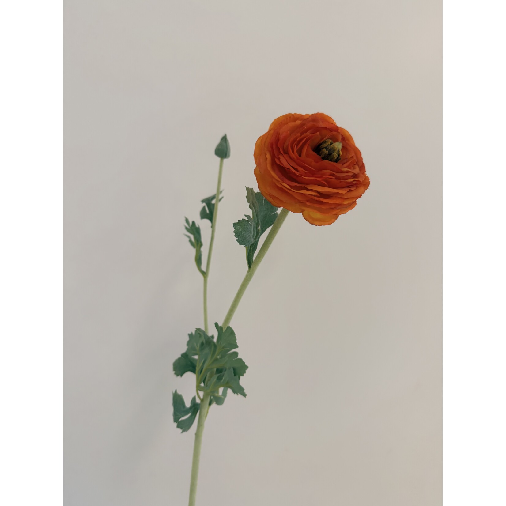 RANUNCULUS CLEMENTINE | ORANGE | 68 CM