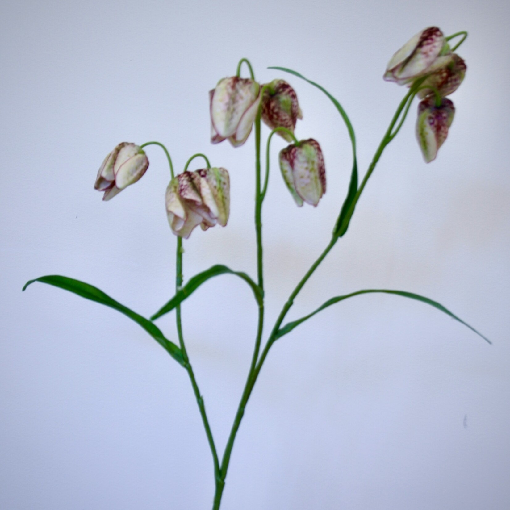 FRITILLARIA | CREAM BURGUNDY | 70 CM