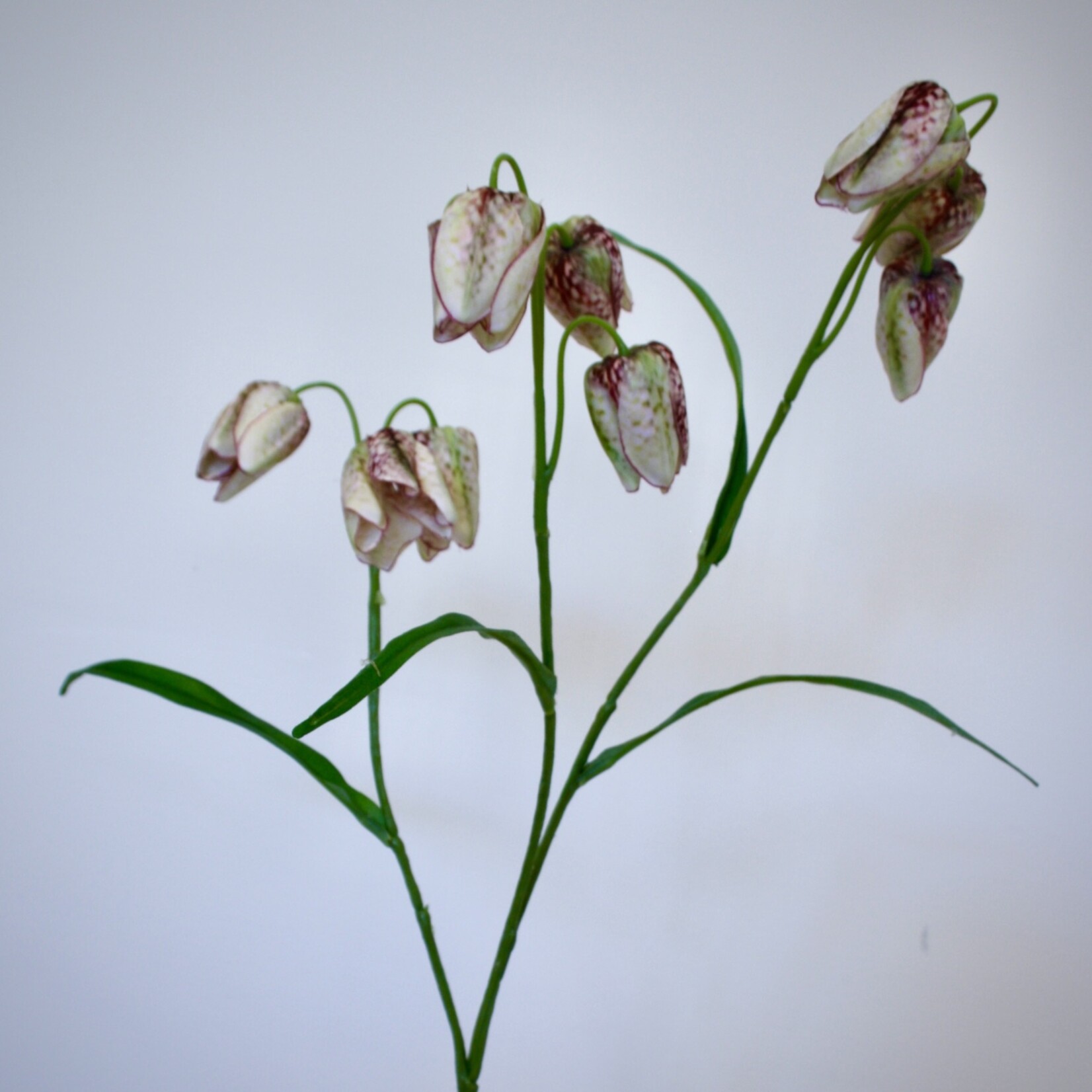 FRITILLARIA | CREAM BURGUNDY | 70 CM
