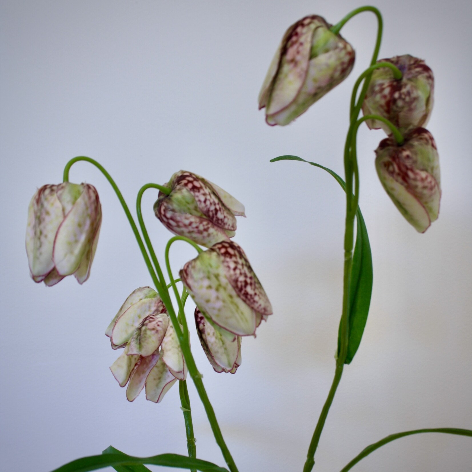 FRITILLARIA | CREME BORDEAUX | 70 CM