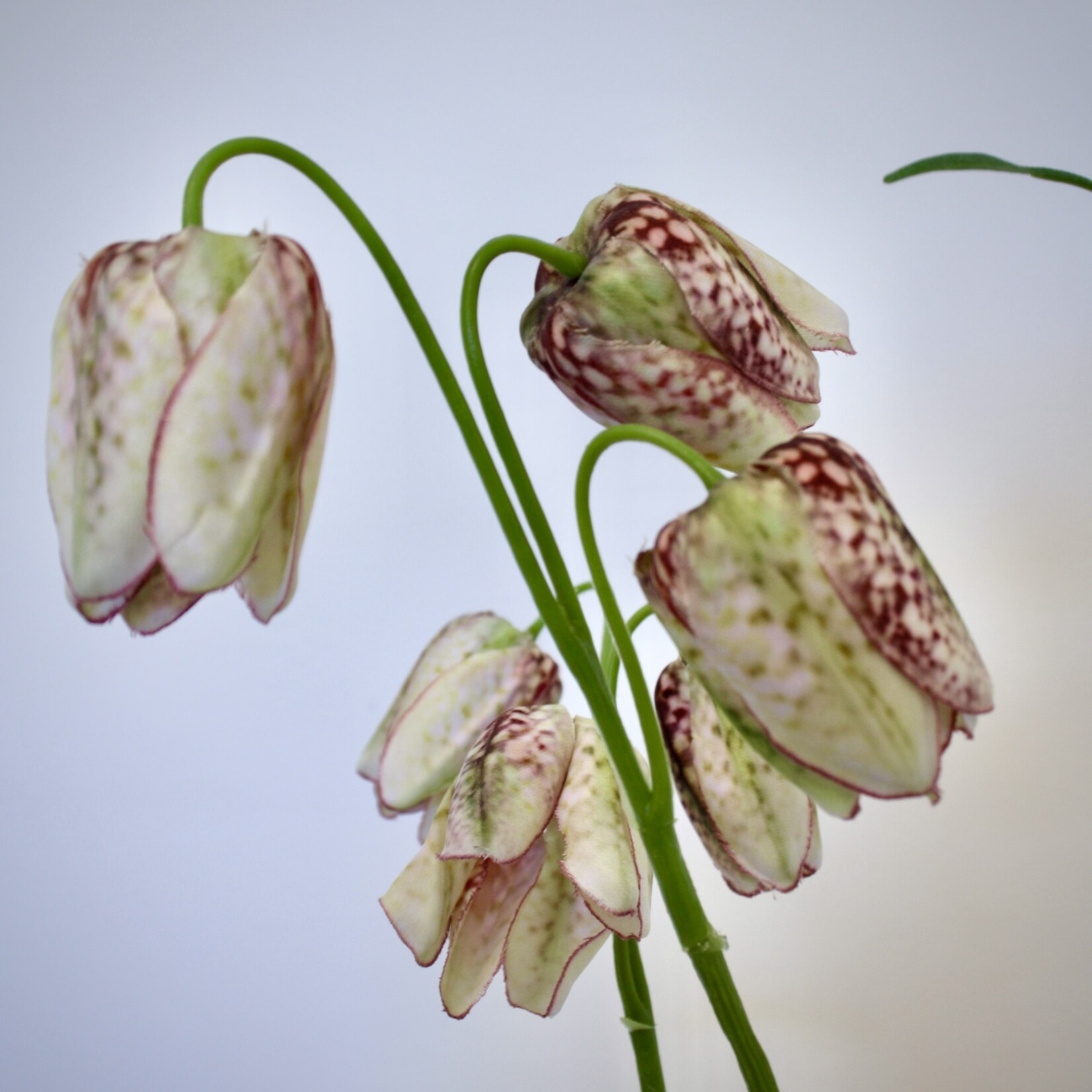 FRITILLARIA | CREME BORDEAUX | 70 CM
